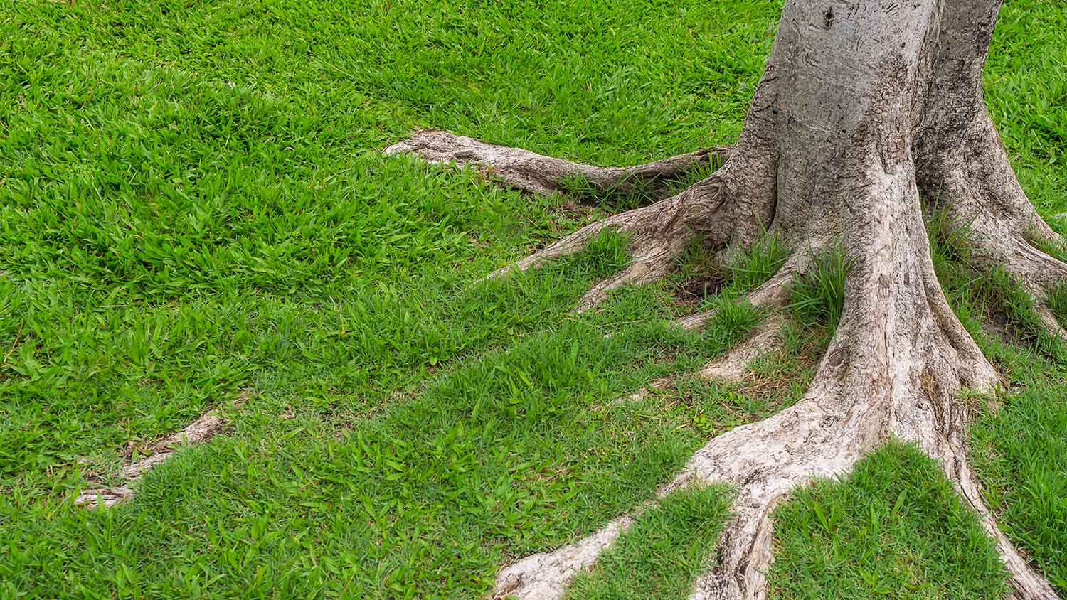 Closeup of tree roots in the backyard