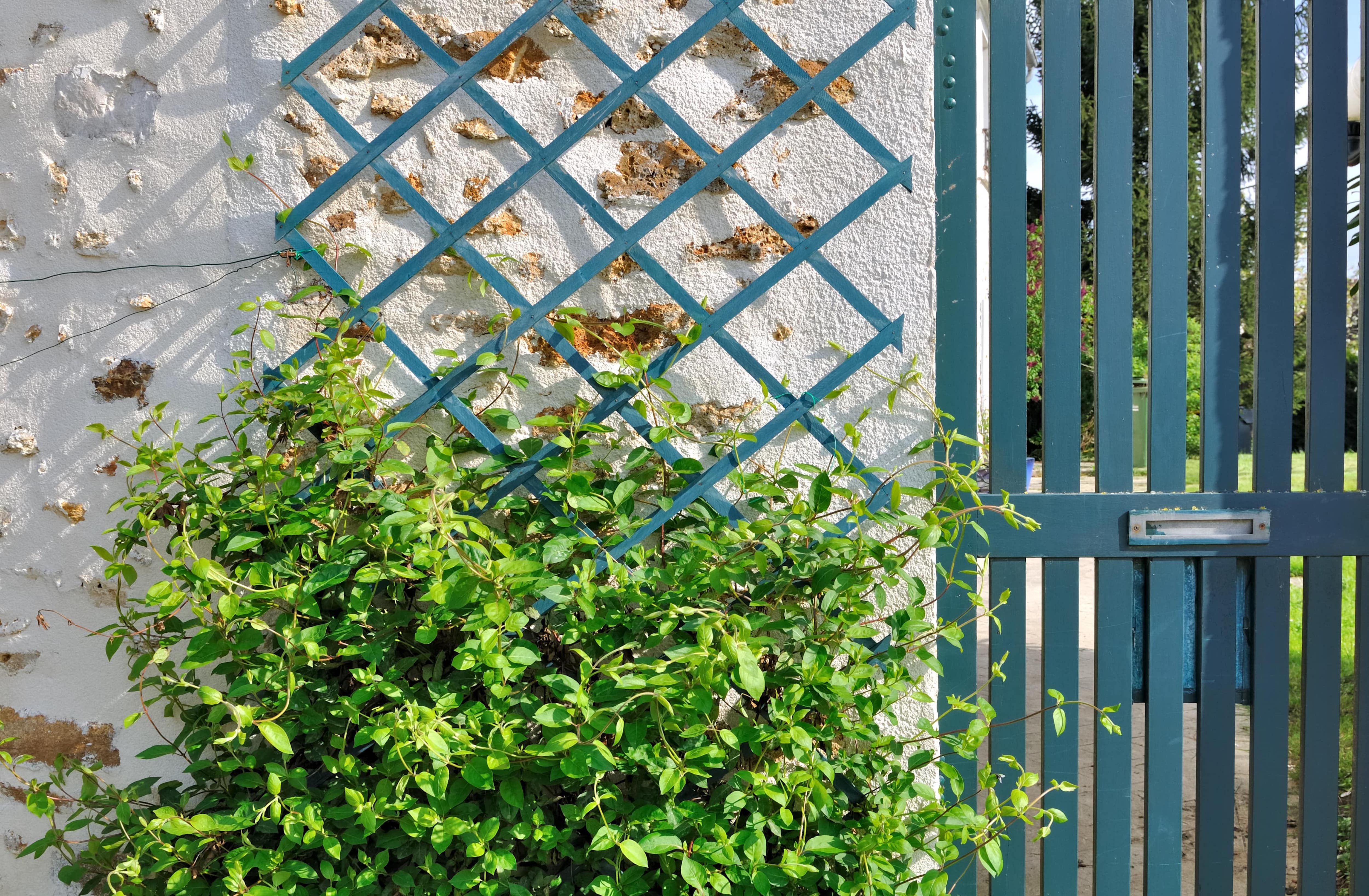 A wooden teal-colored vertical trellis attached to an exterior wall