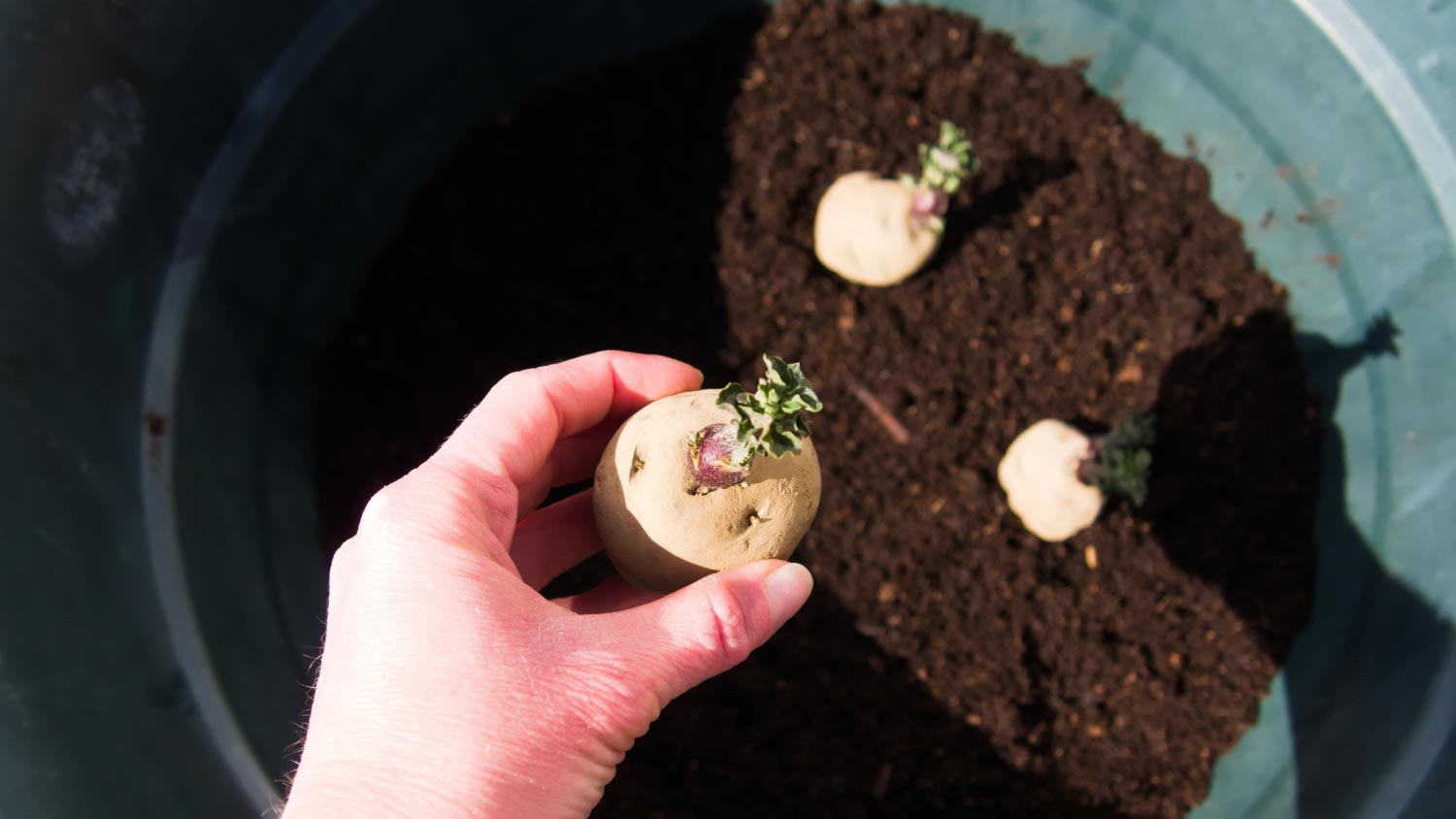 A container with three potatoes