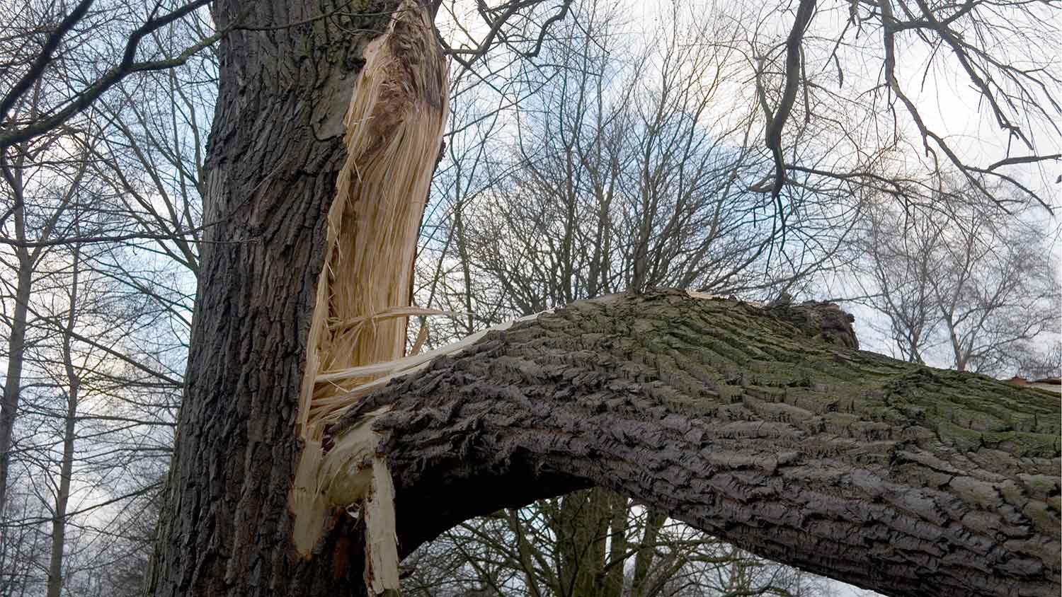 Big tree with a broken limb