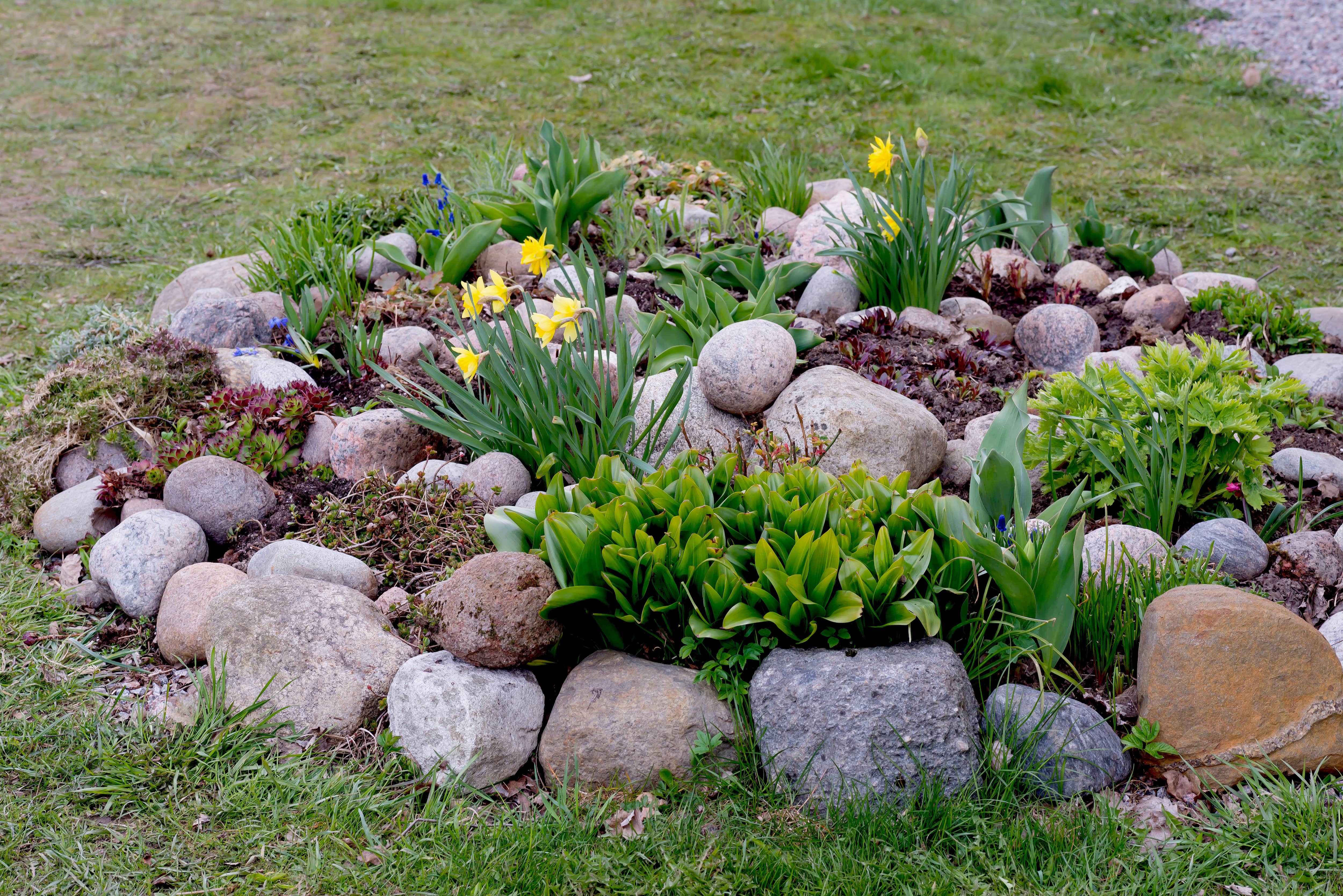 Rock garden and flower bed in a yard