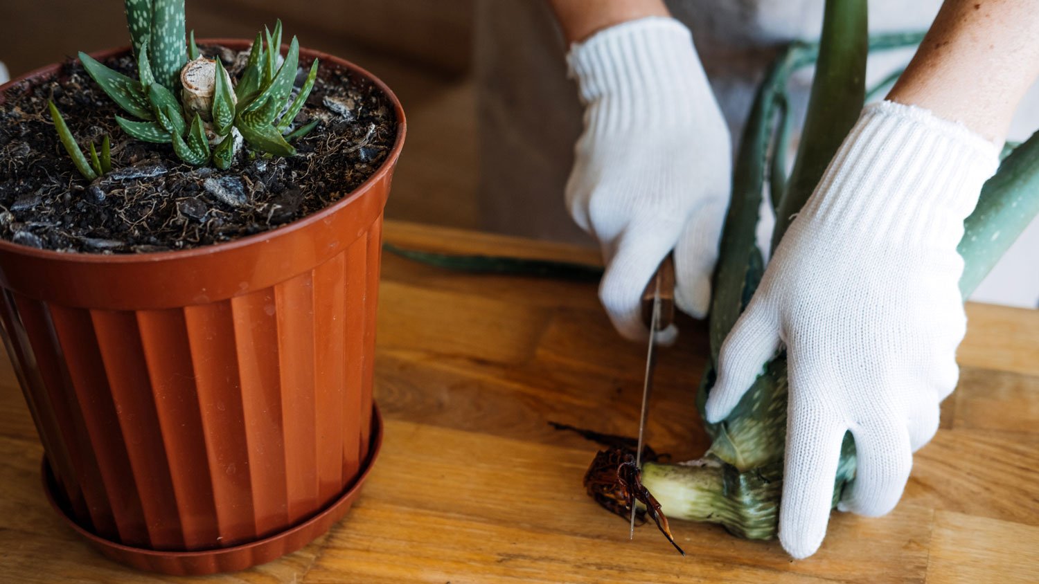 Detail of stem cutting of an aloe vera plant