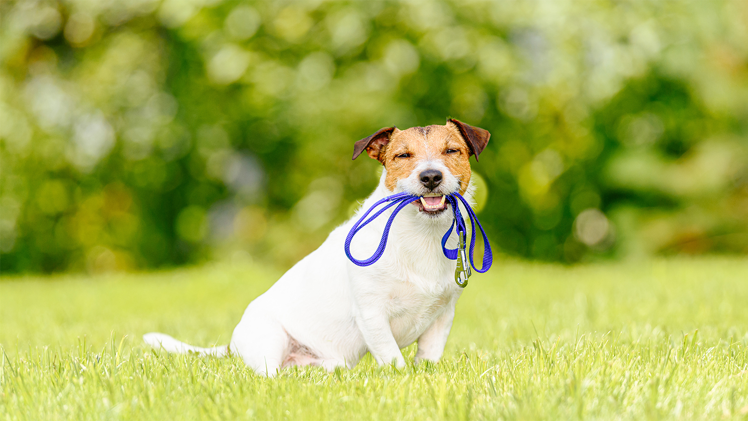 dog in the yard sitting