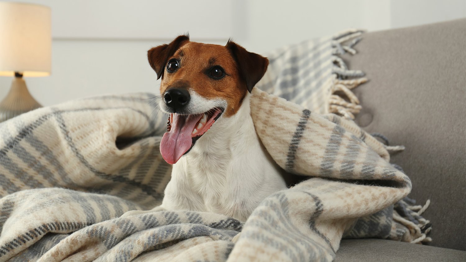 dog laying down on his bed