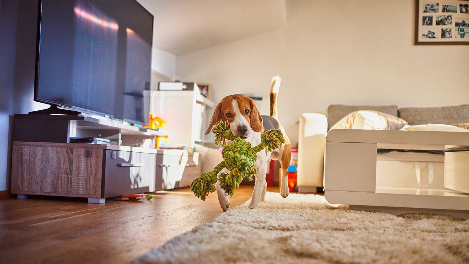 dog running around the house playing    