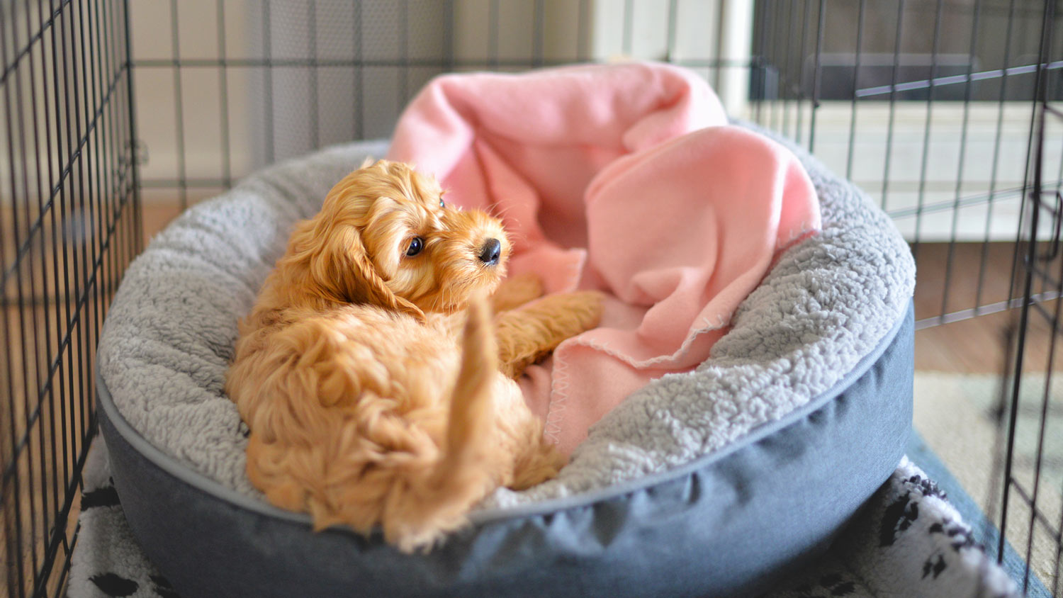 A puppy relaxing in its crate