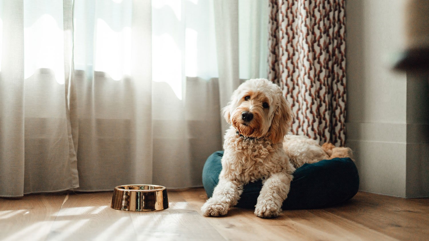 A dog resting on his bed on a sunny day