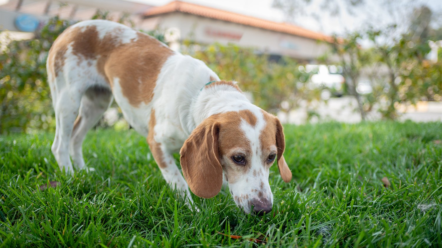 dog sniffing grass in yard