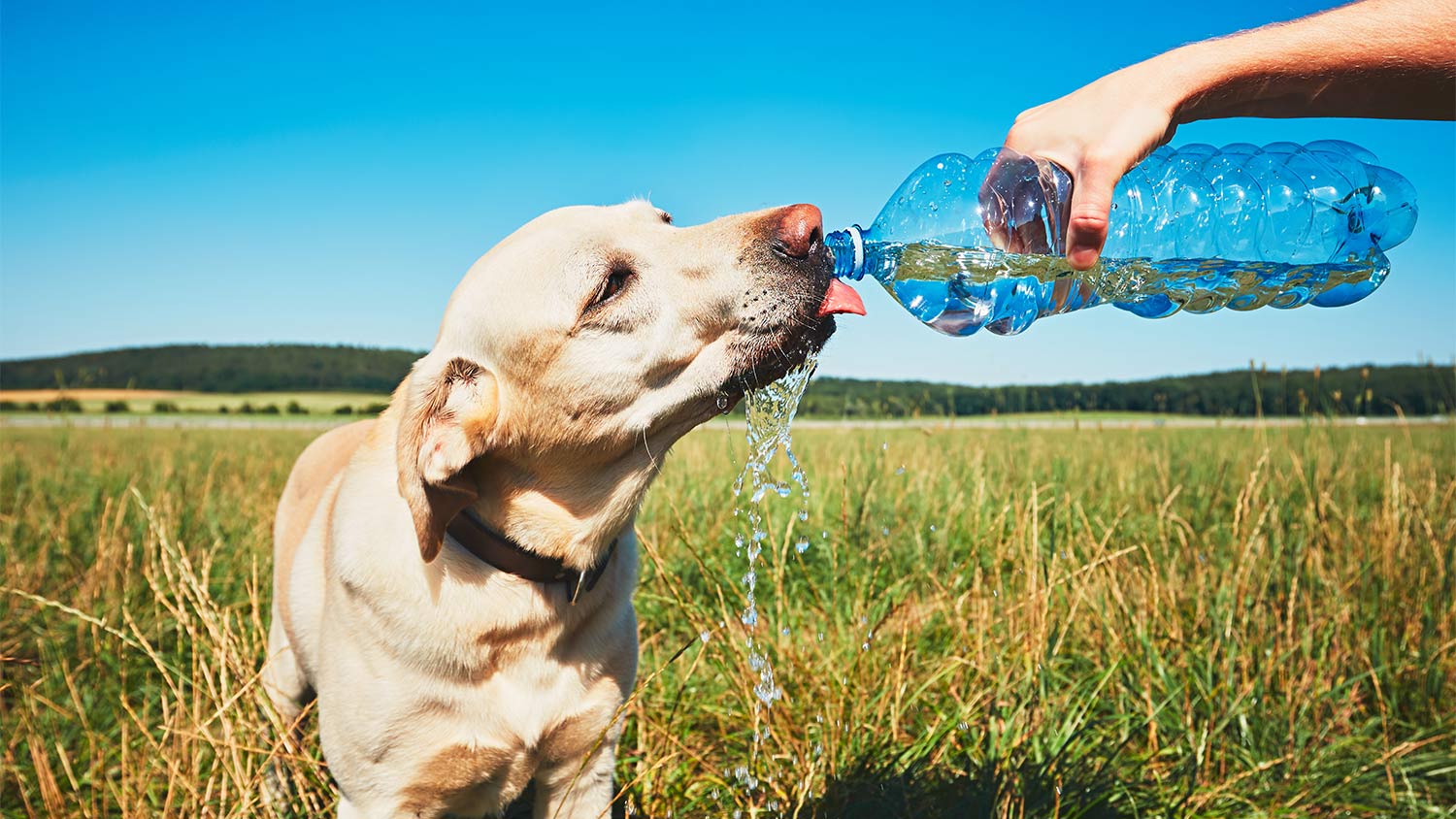 dog water bottle field 