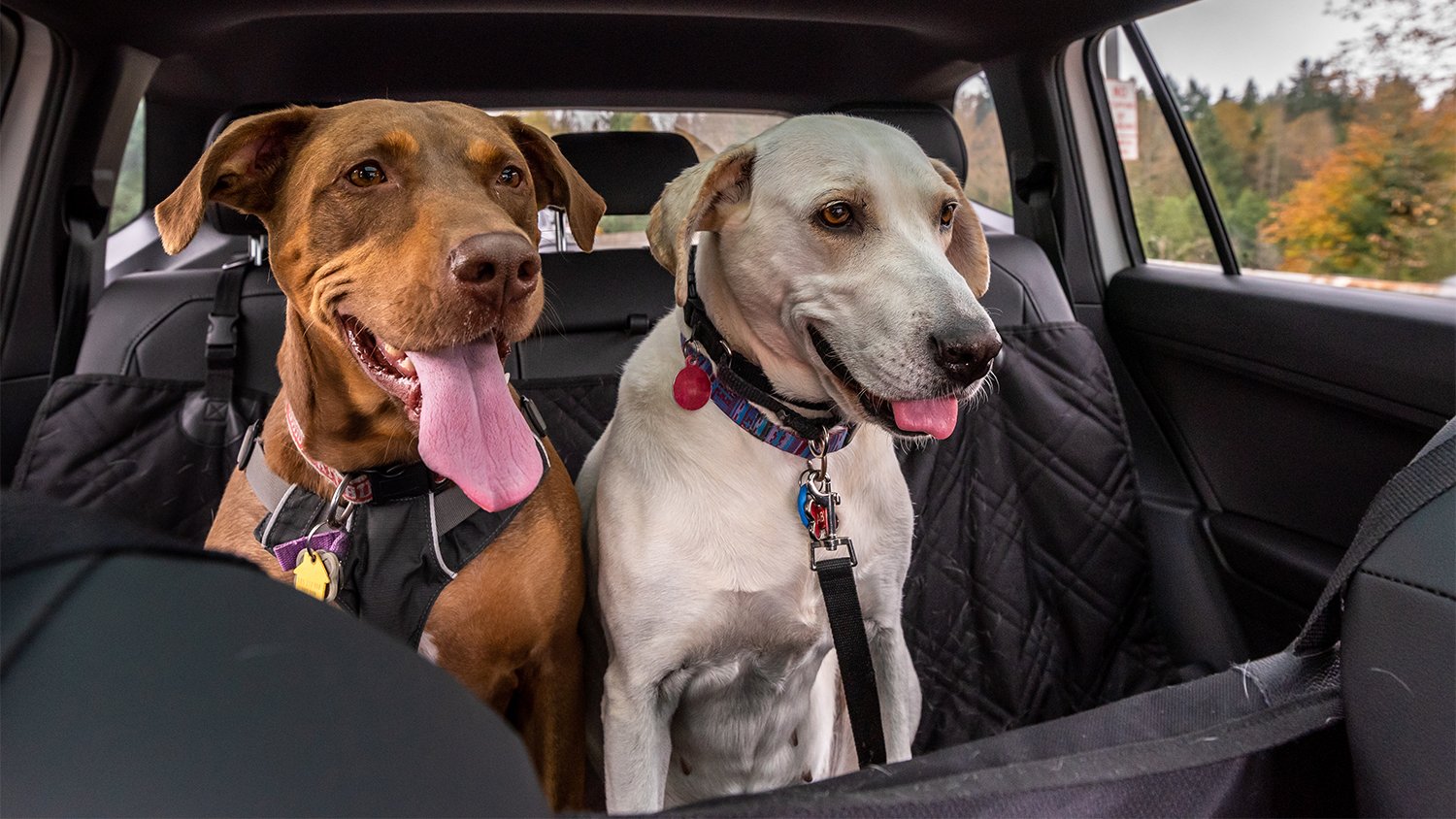 two dogs sitting in the back seat of a car