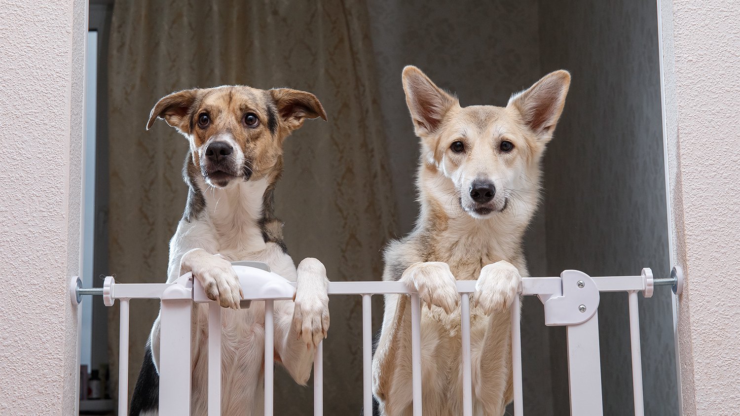 two dogs standing behind safety gate