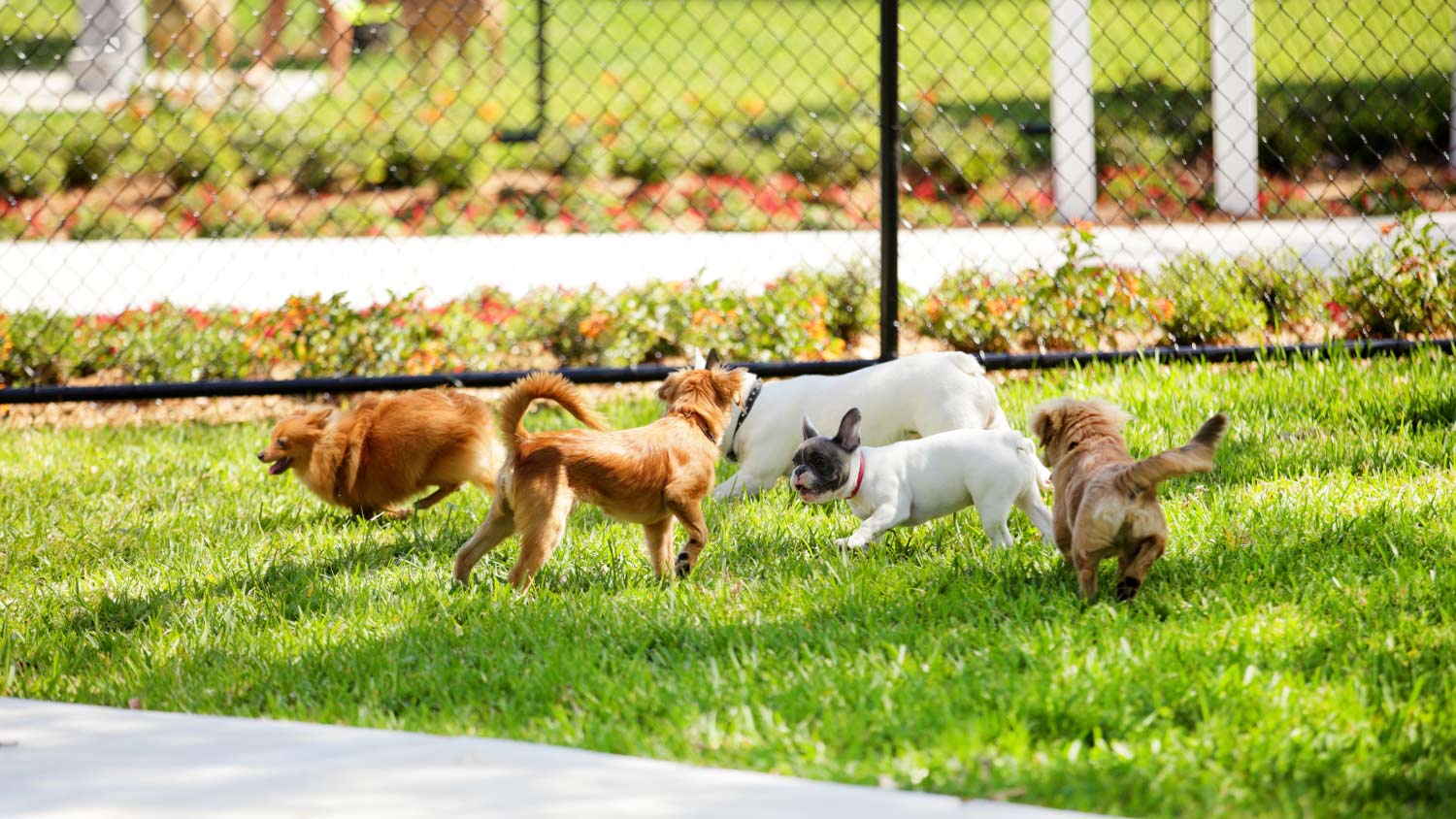 dogs playing in dog park