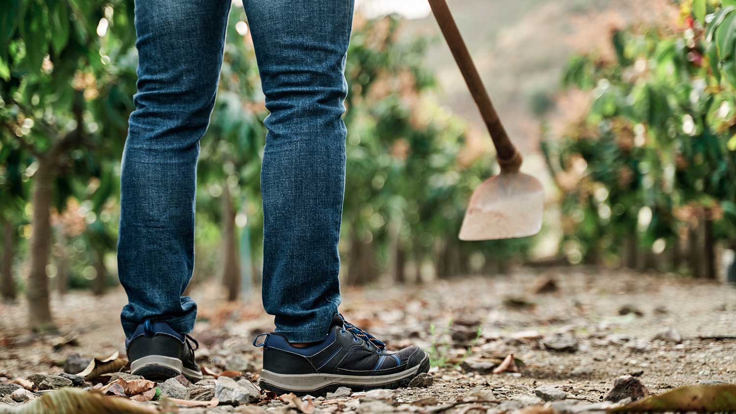 Farmer prepares soil for planting with garden hoe