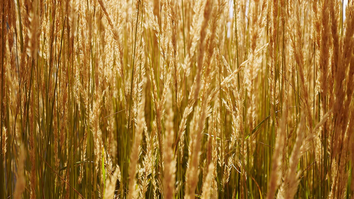 Yellow feather reed grass