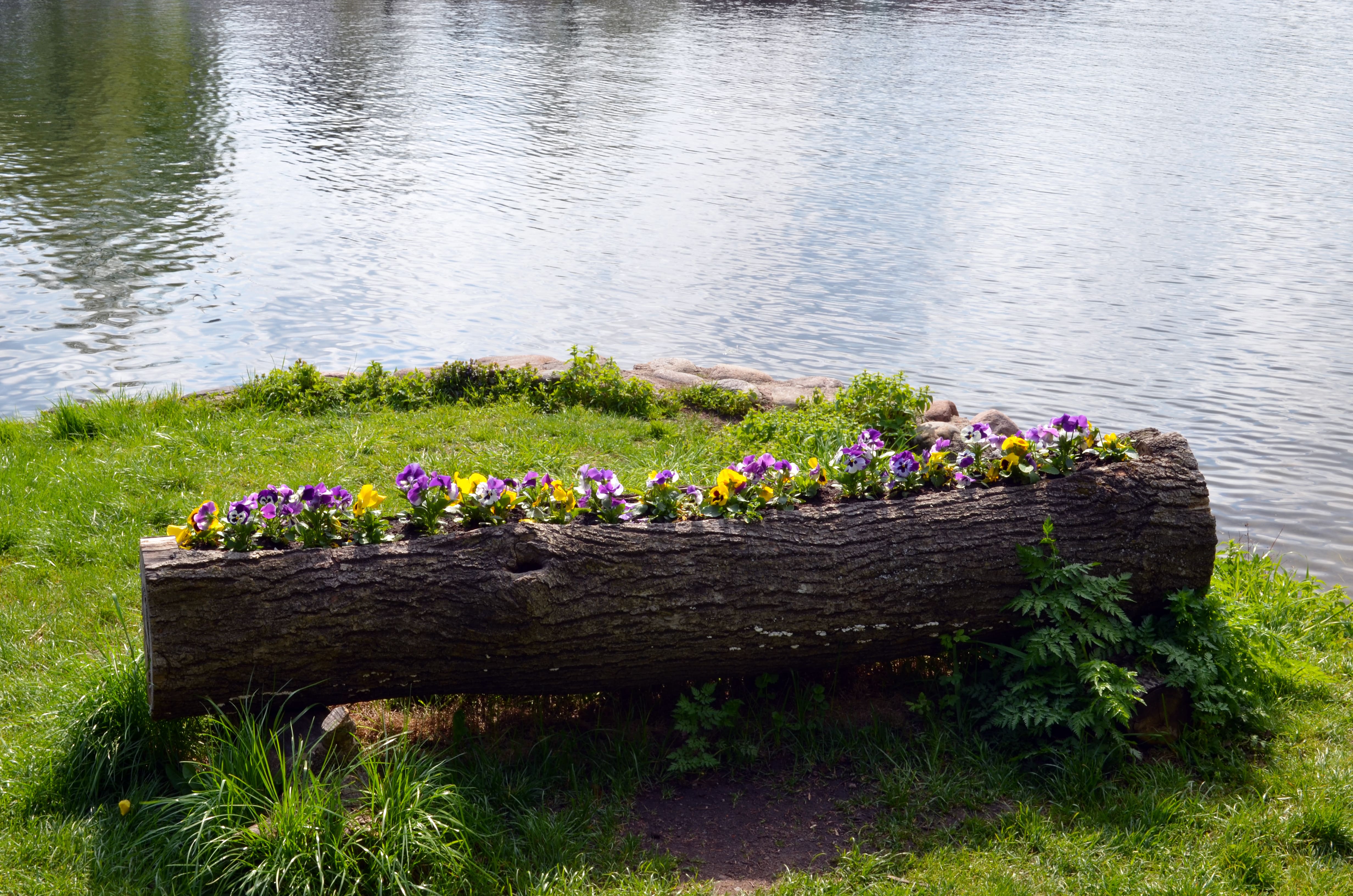 Flowers planted in hollowed out log