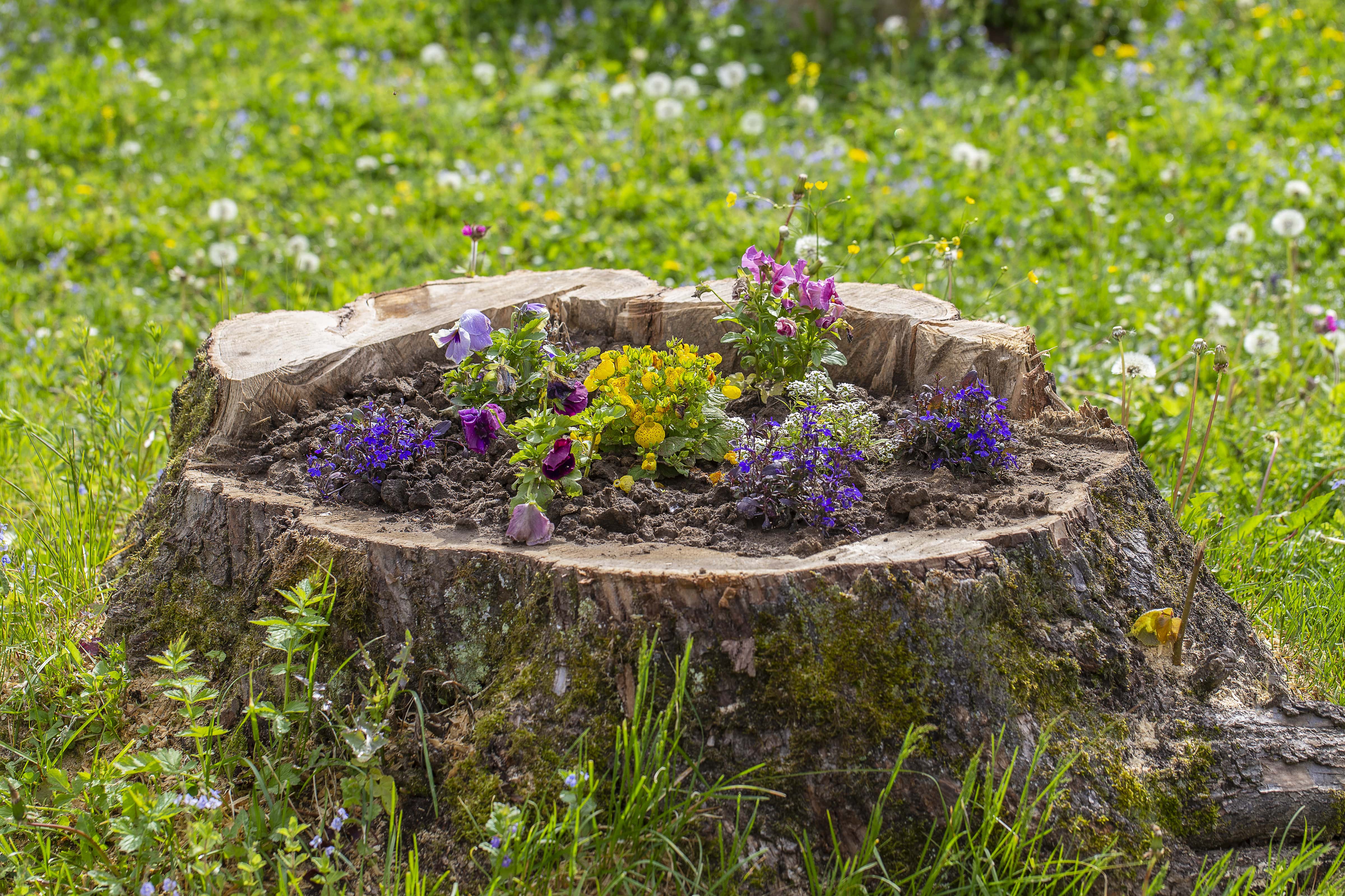 Flower bed inside tree stump