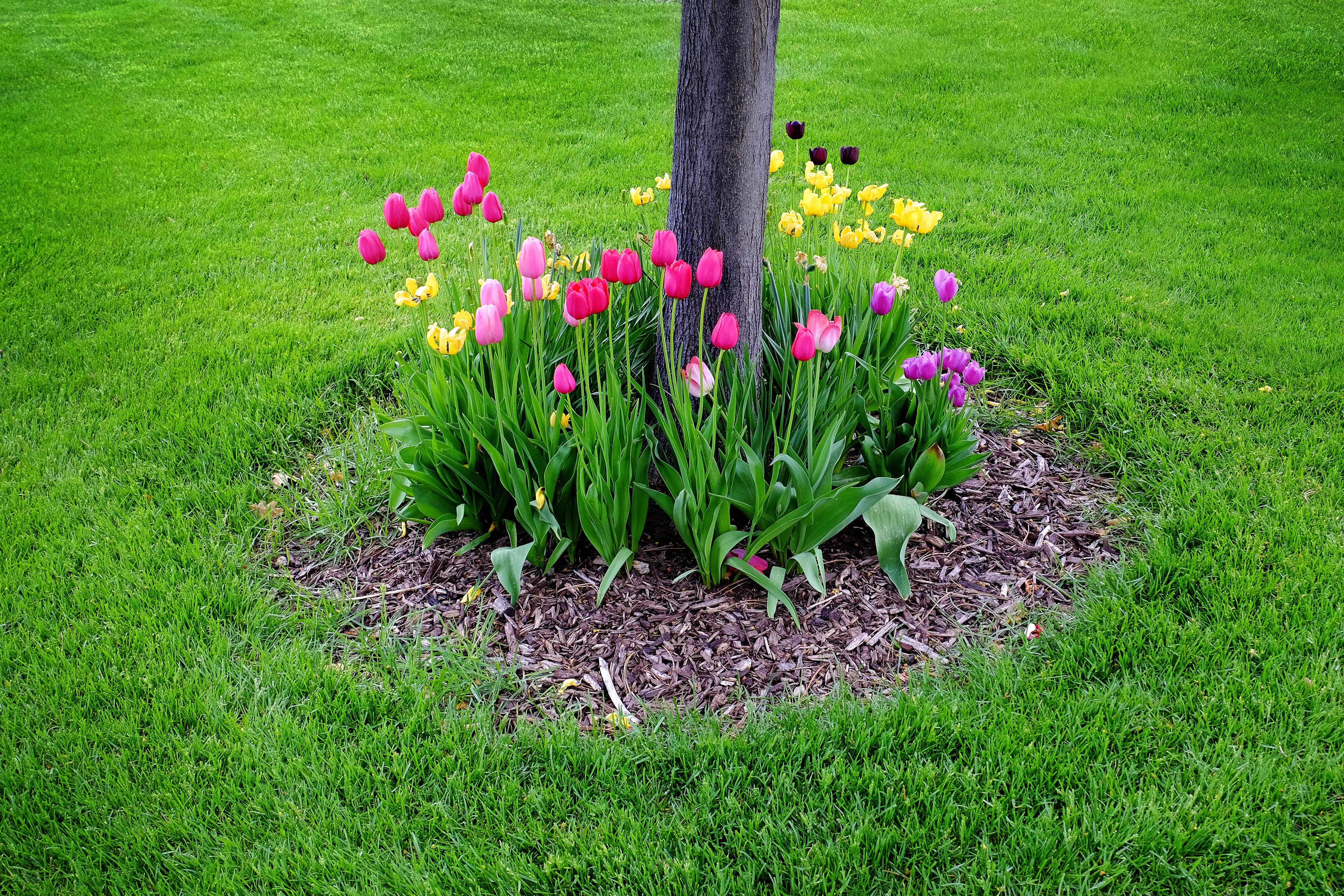 Flower bed surrounding a tree