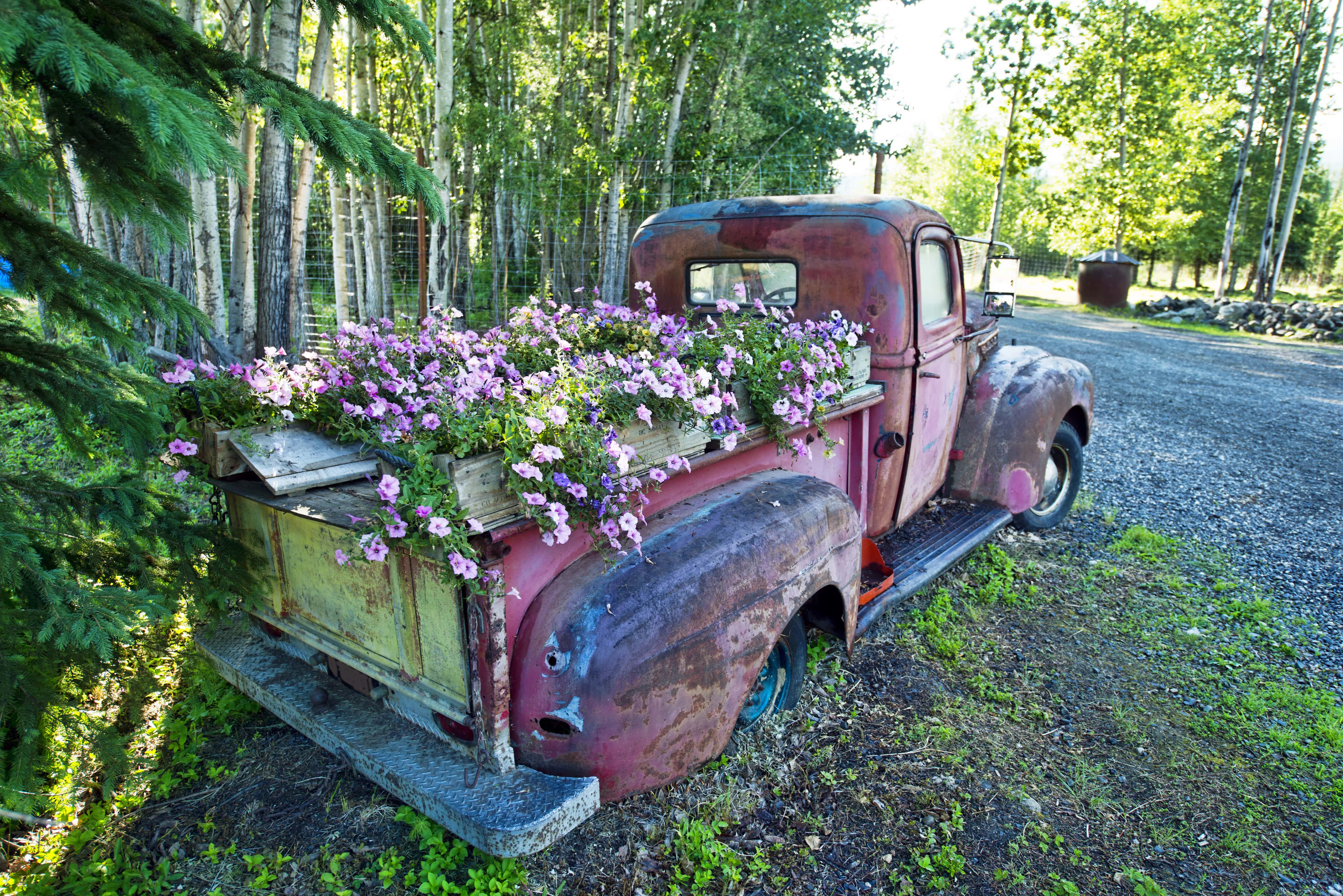 Pickup truck turned into flower bed