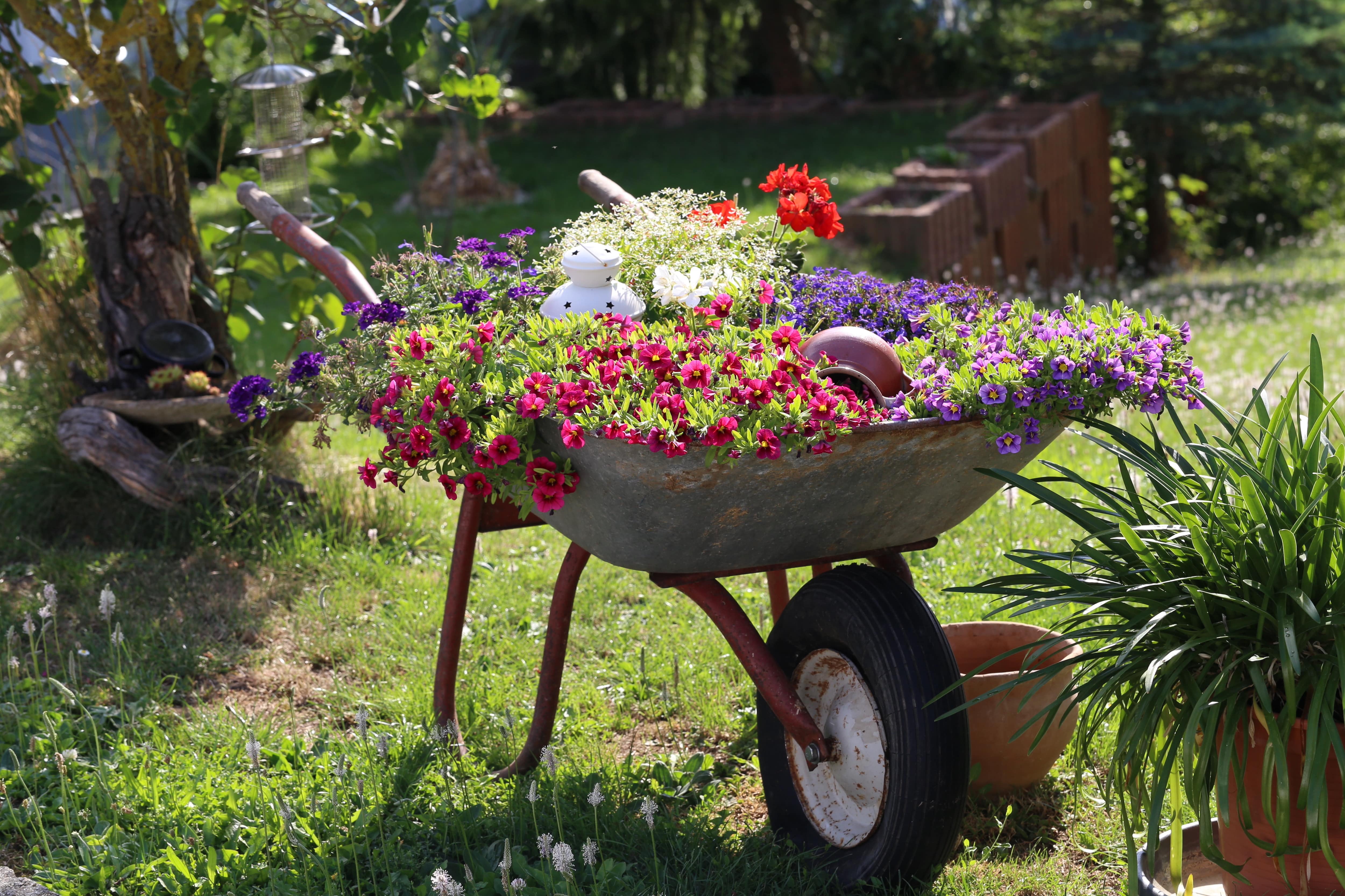 Flower bed built into wheelbarrow 