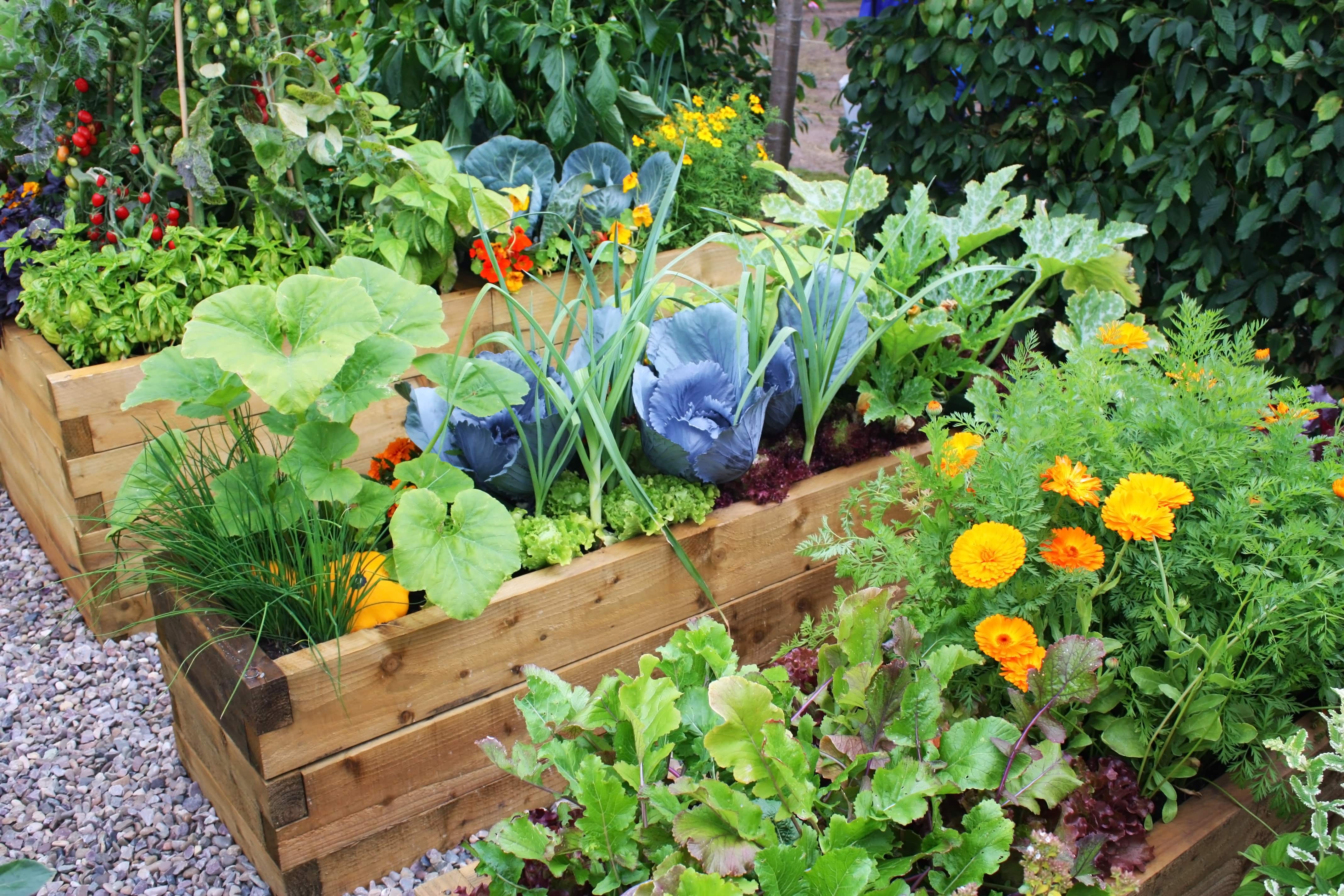 Wooden planters in vegetable garden