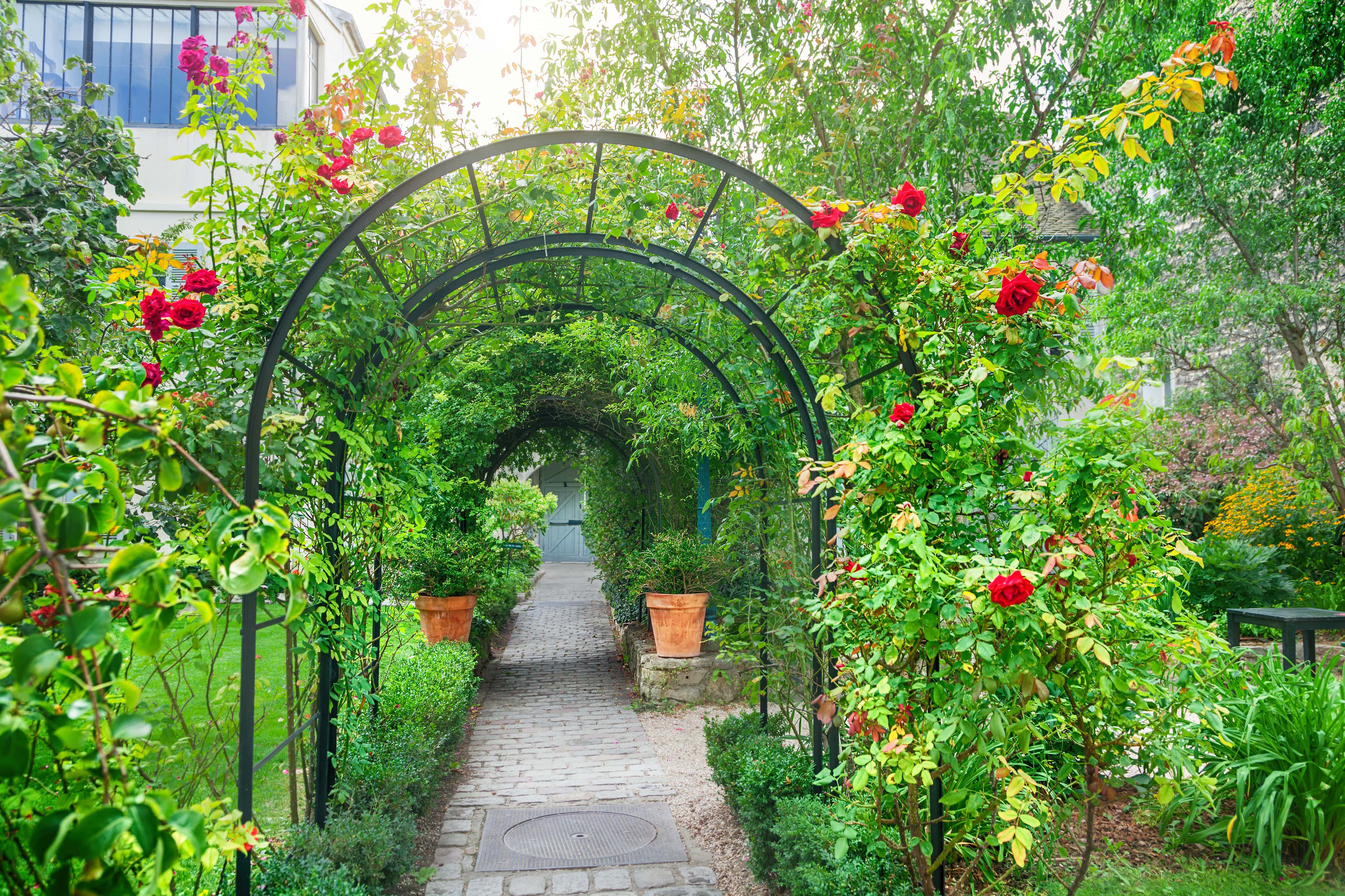 A tunnel trellis in a park growing red roses