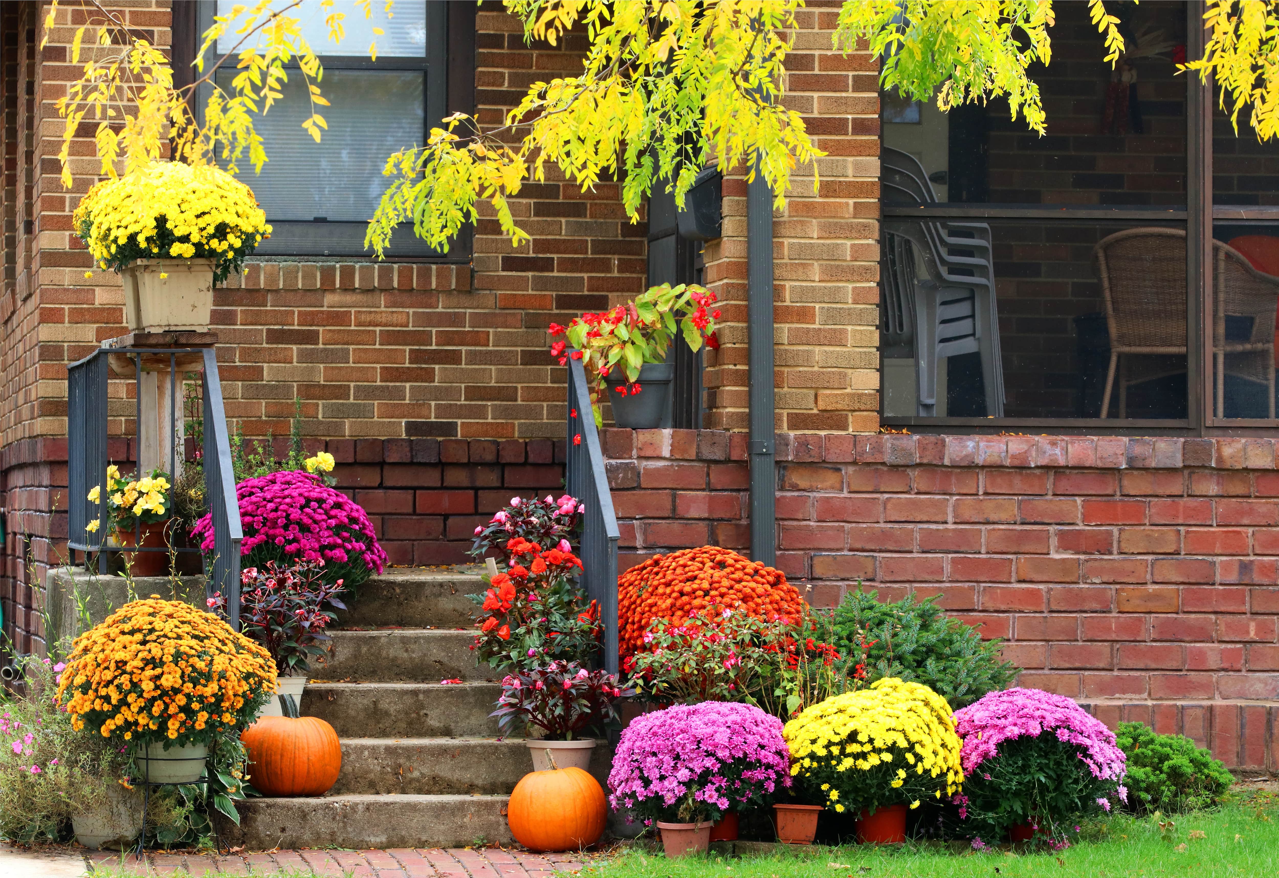 Colorful entryway planters on a cement stoop of a brick house