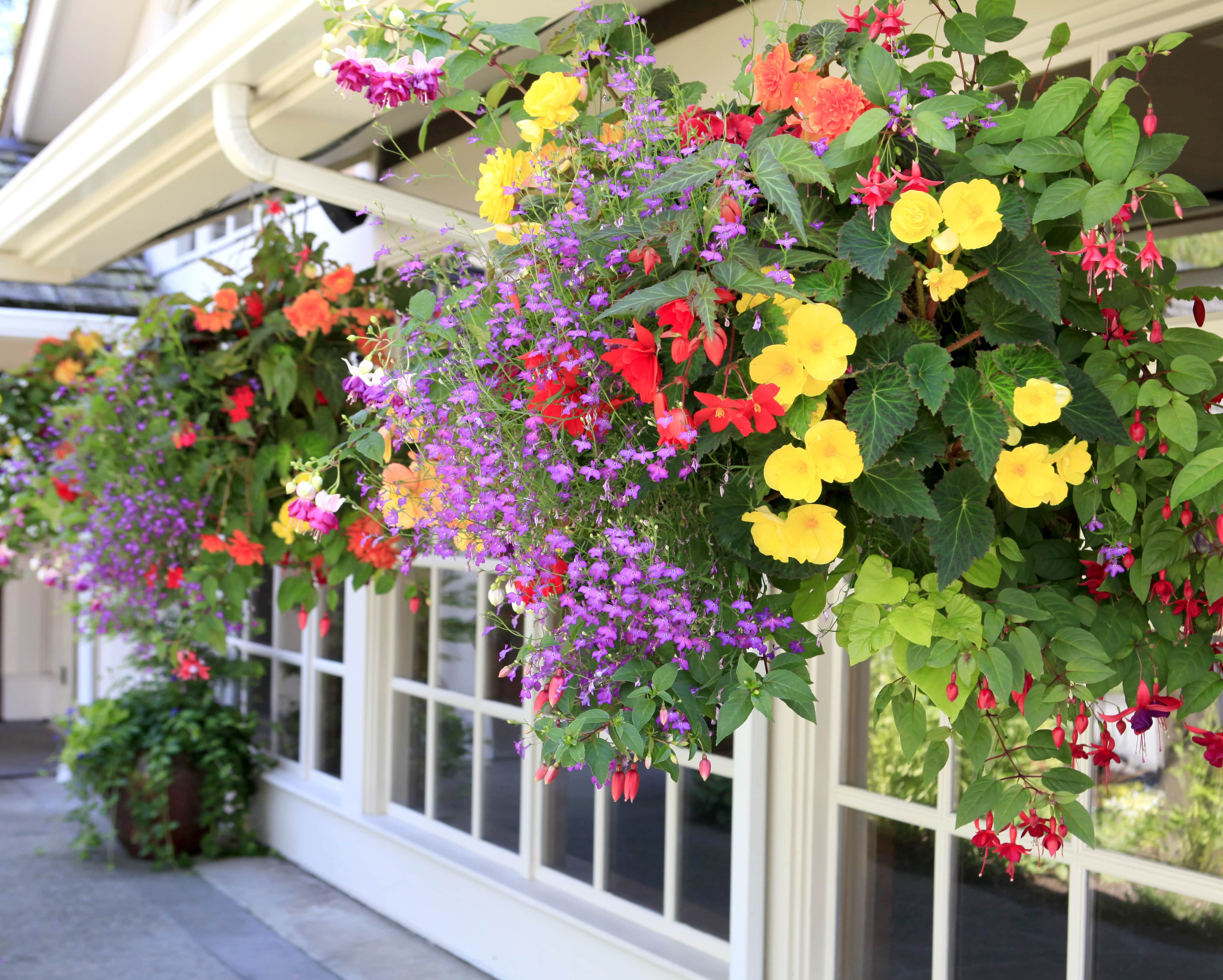 Colorful hanging plants on the exterior of a home 