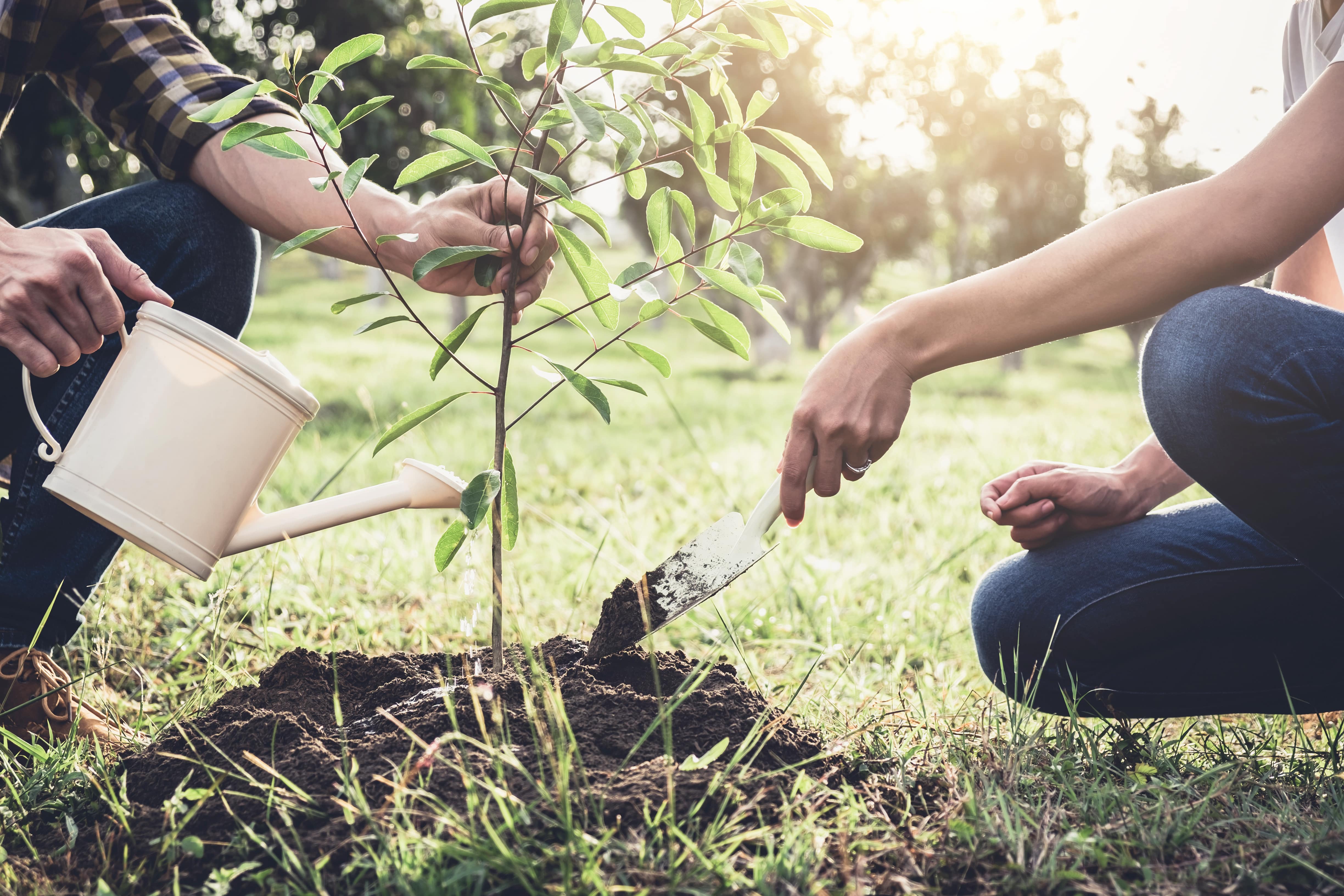 Man and woman kneeling down to plant a tree 