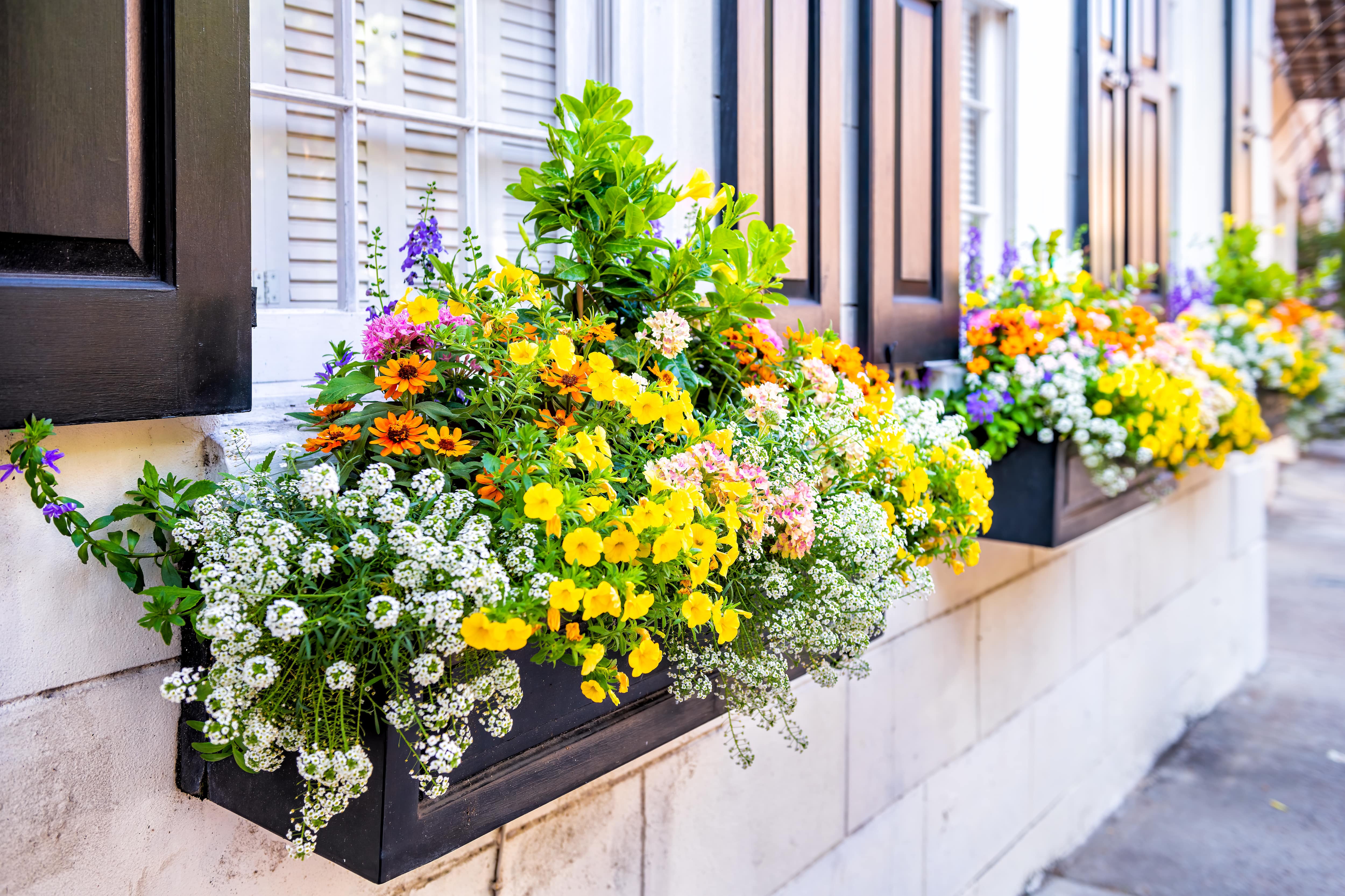 Window boxes with colorful flowers