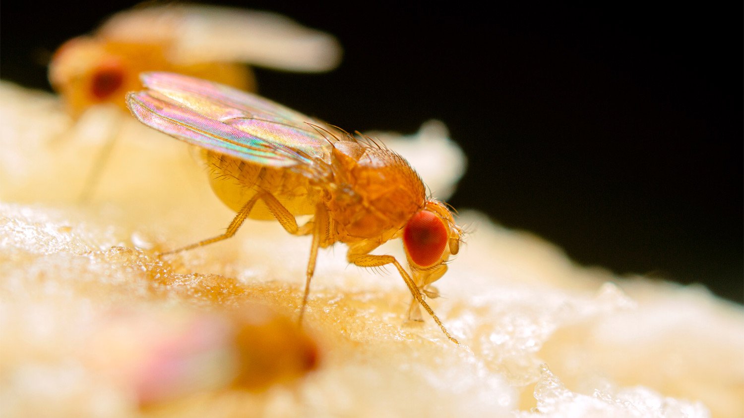 Close up of fruit fly