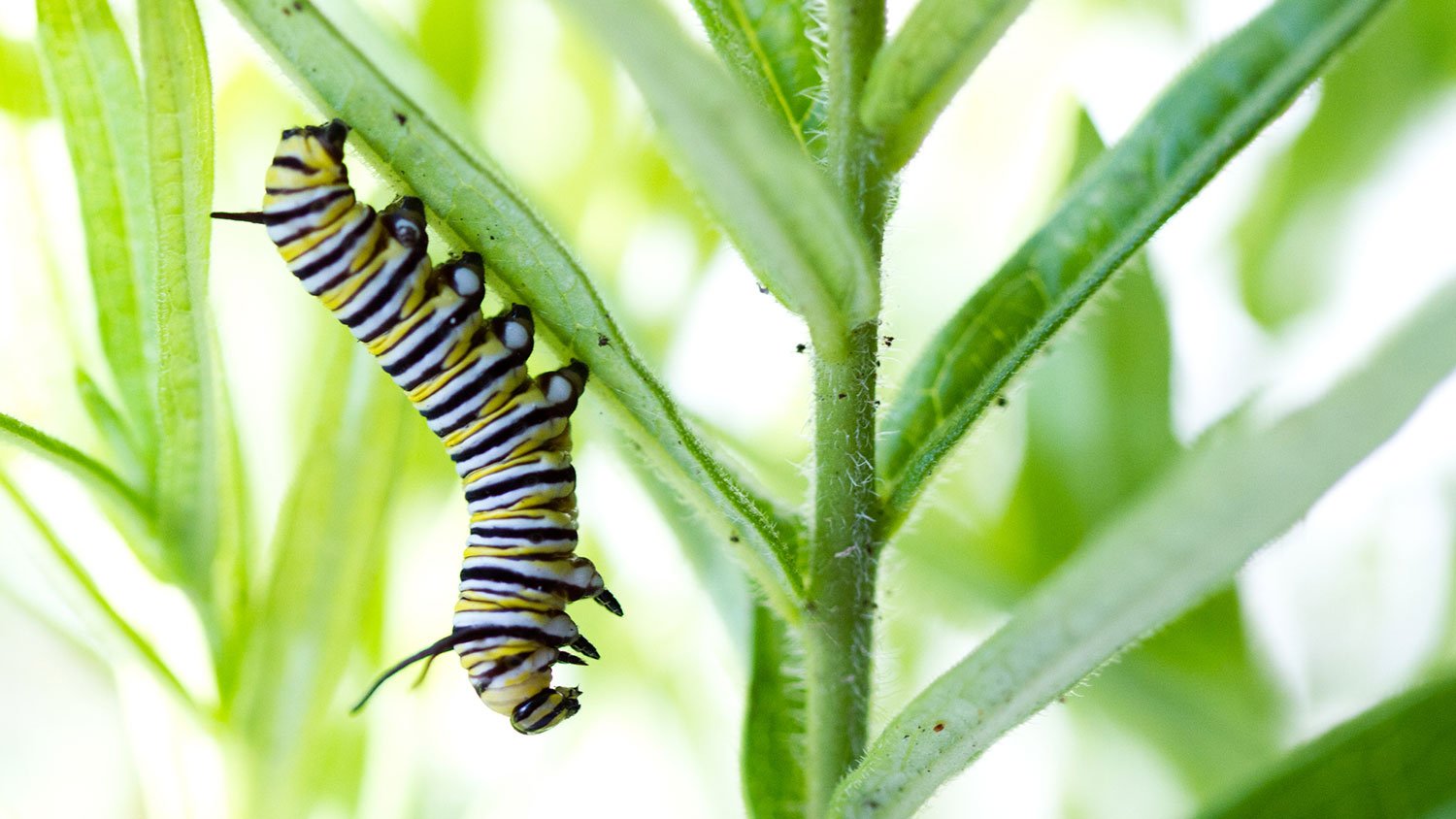 Monarch caterpillar hanging from milkweed leaf