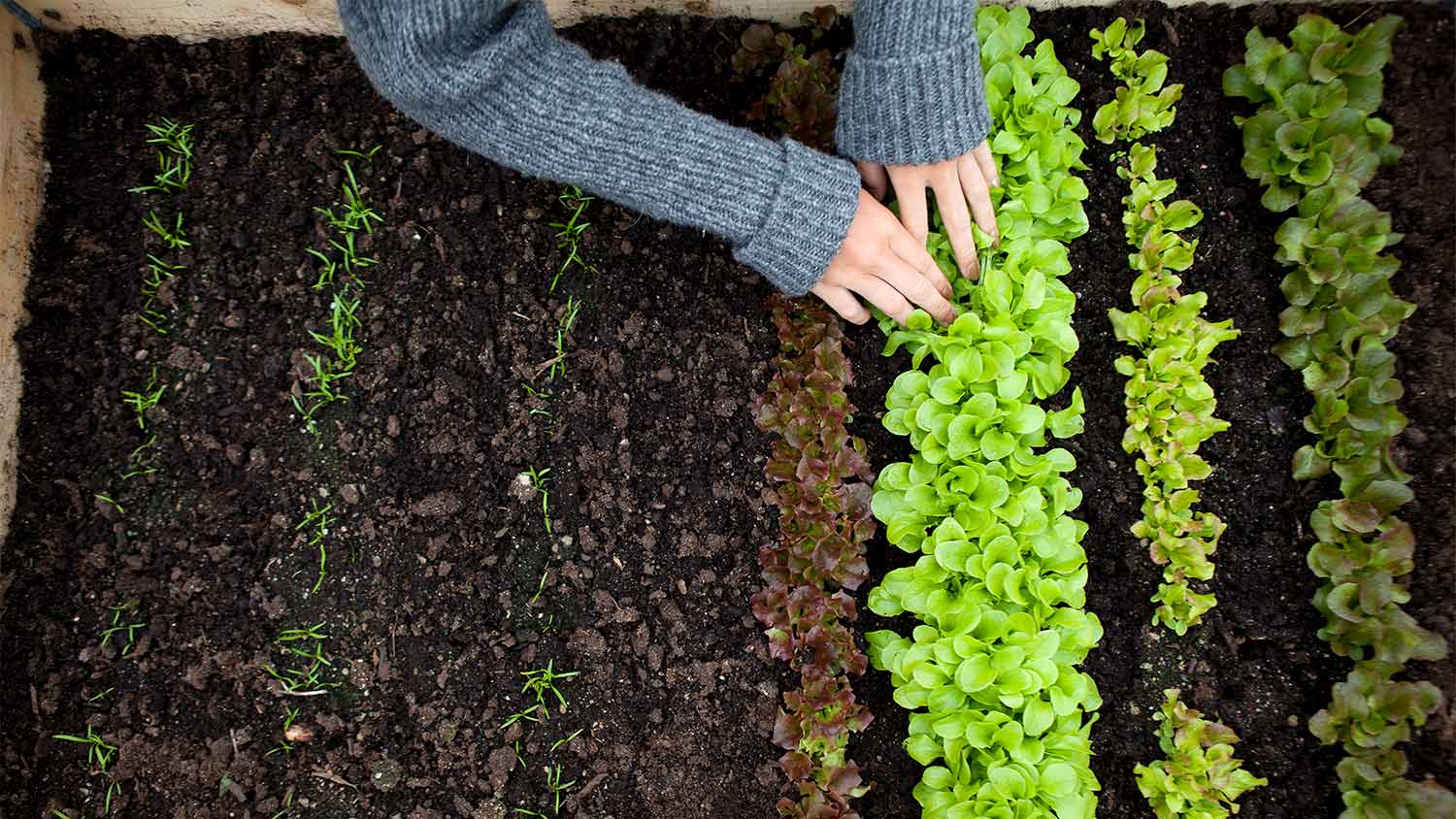 A garden bed with green plantings