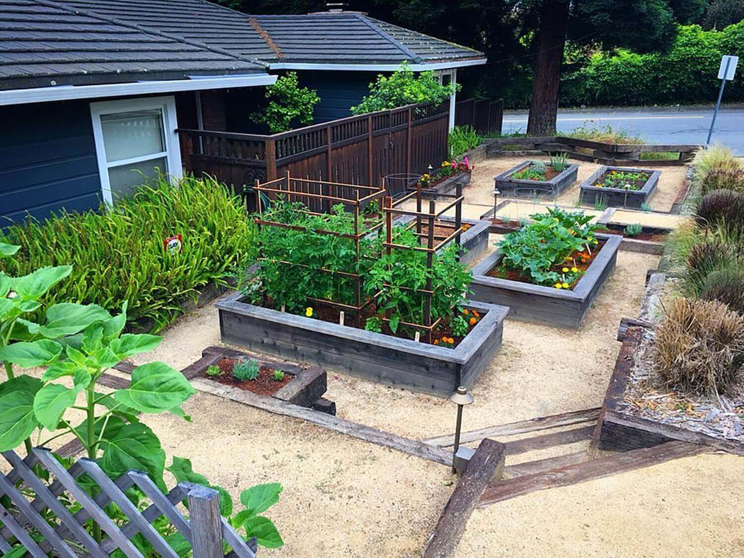 Elevated garden beds with growing vegetables