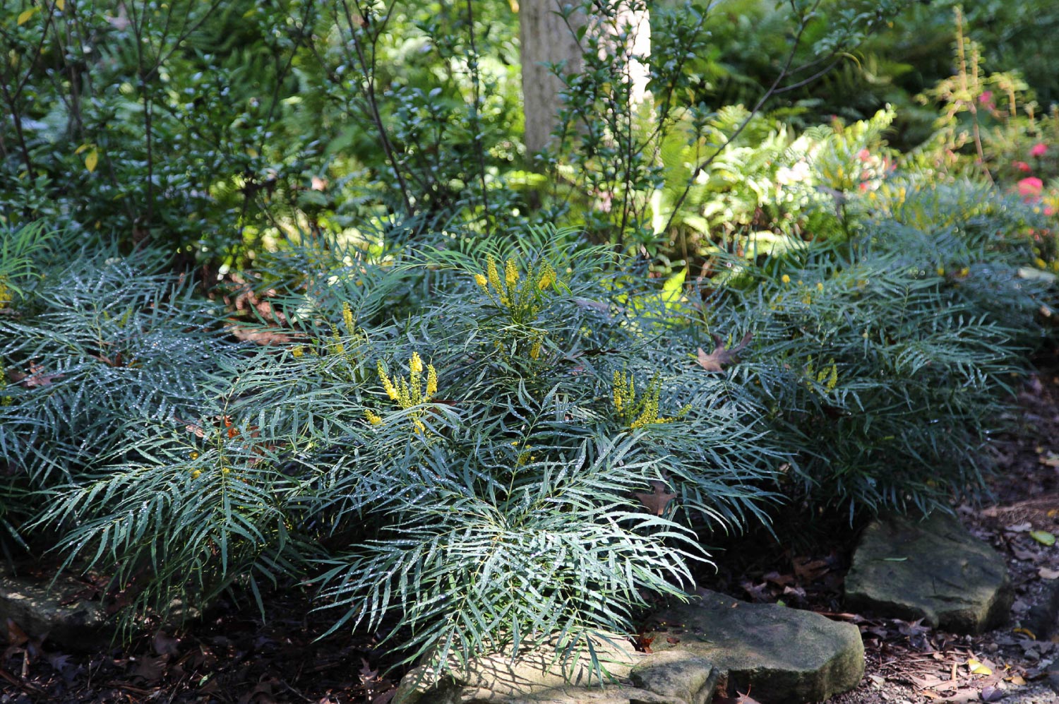 A garden with bushes and shrubs