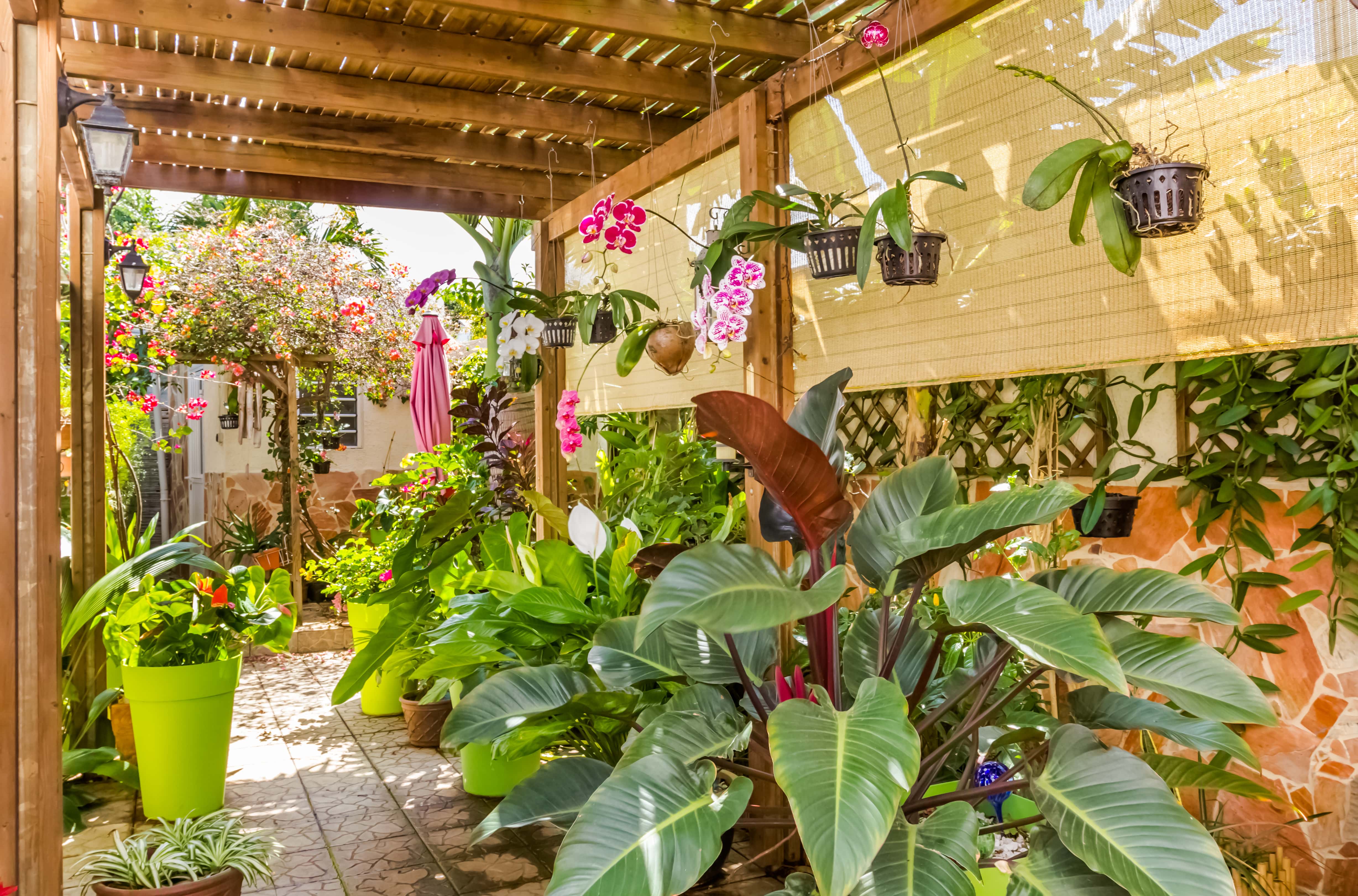Wooden pergola with slatted roof housing tropical plants