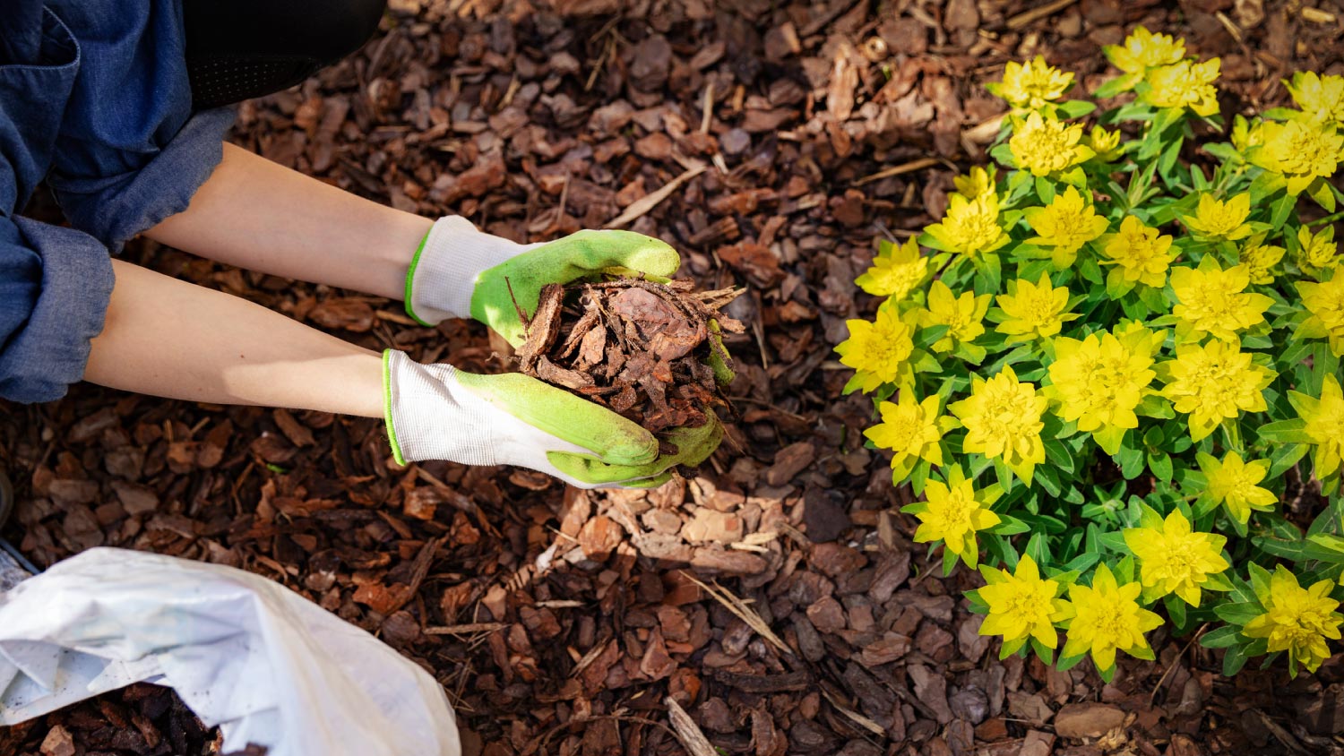 A gardener mulching flower bed with mulch