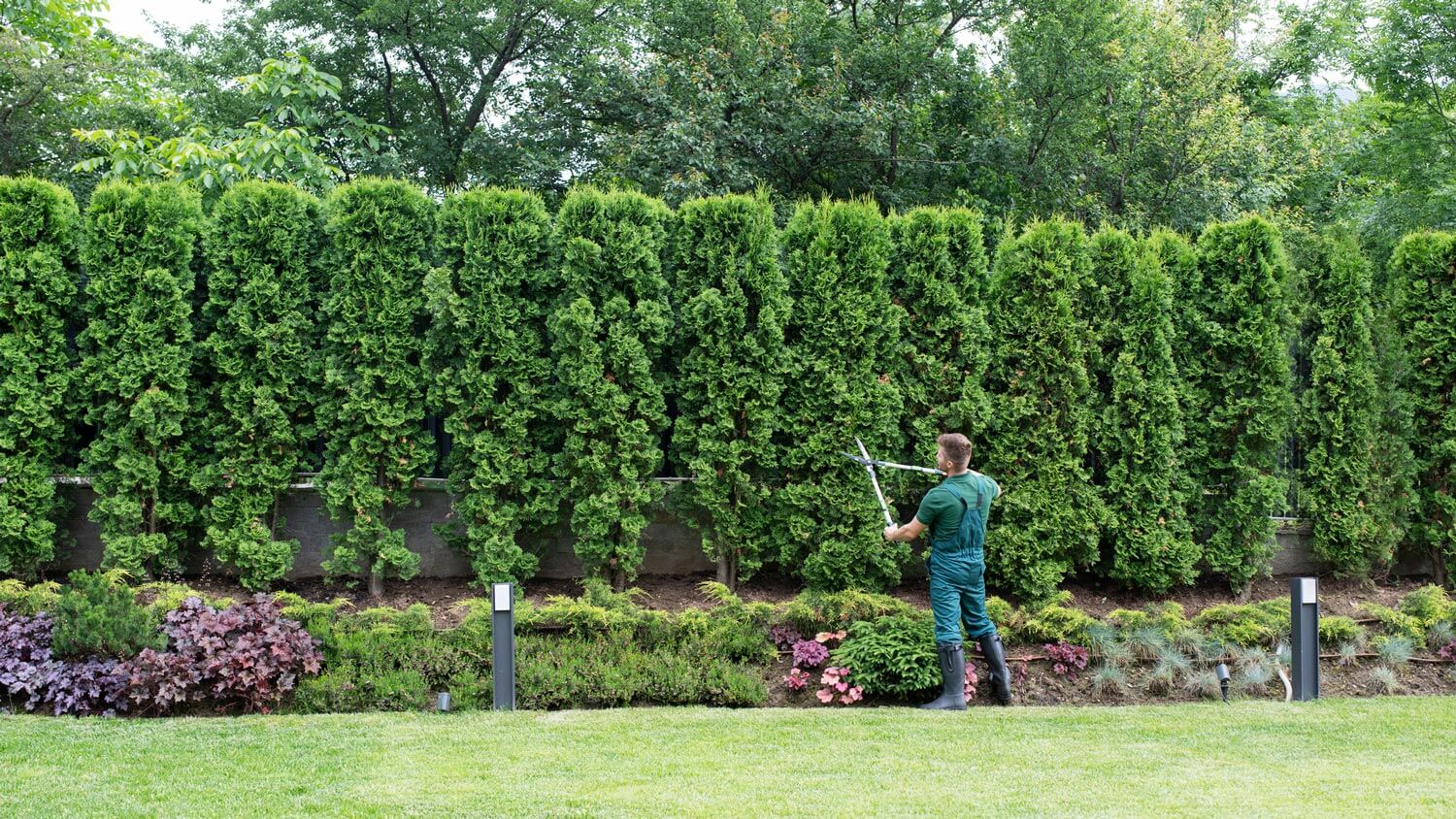 A gardener trimming hedges in a beautiful garden