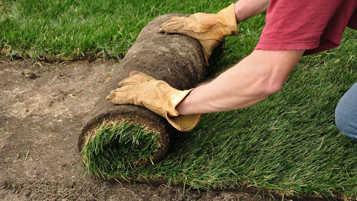 Gardener on his knees unrolling sod
