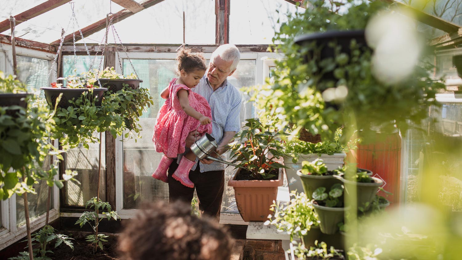 A grandfather with his granddaughter in a greenhouse watering plants