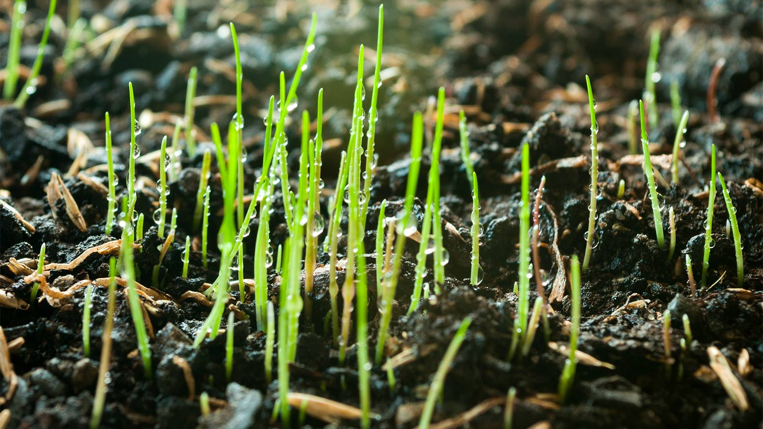 New grass growth in mud