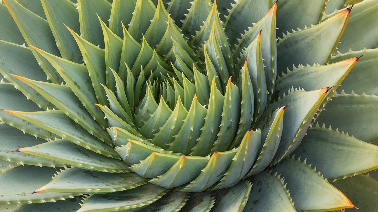 Green spiral aloe plant