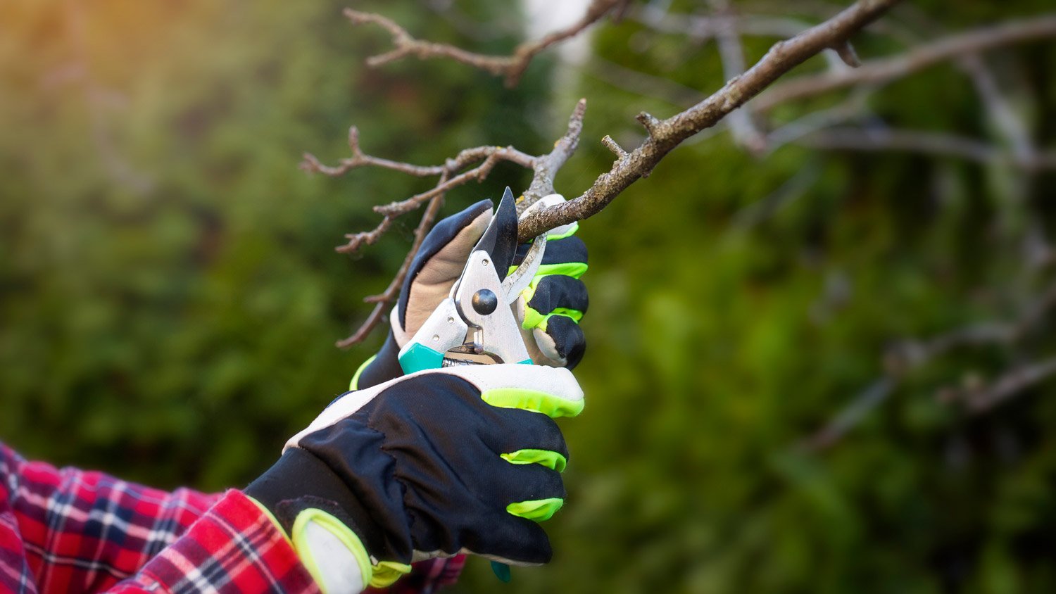 Close-up of a hand cutting a branch from a tree