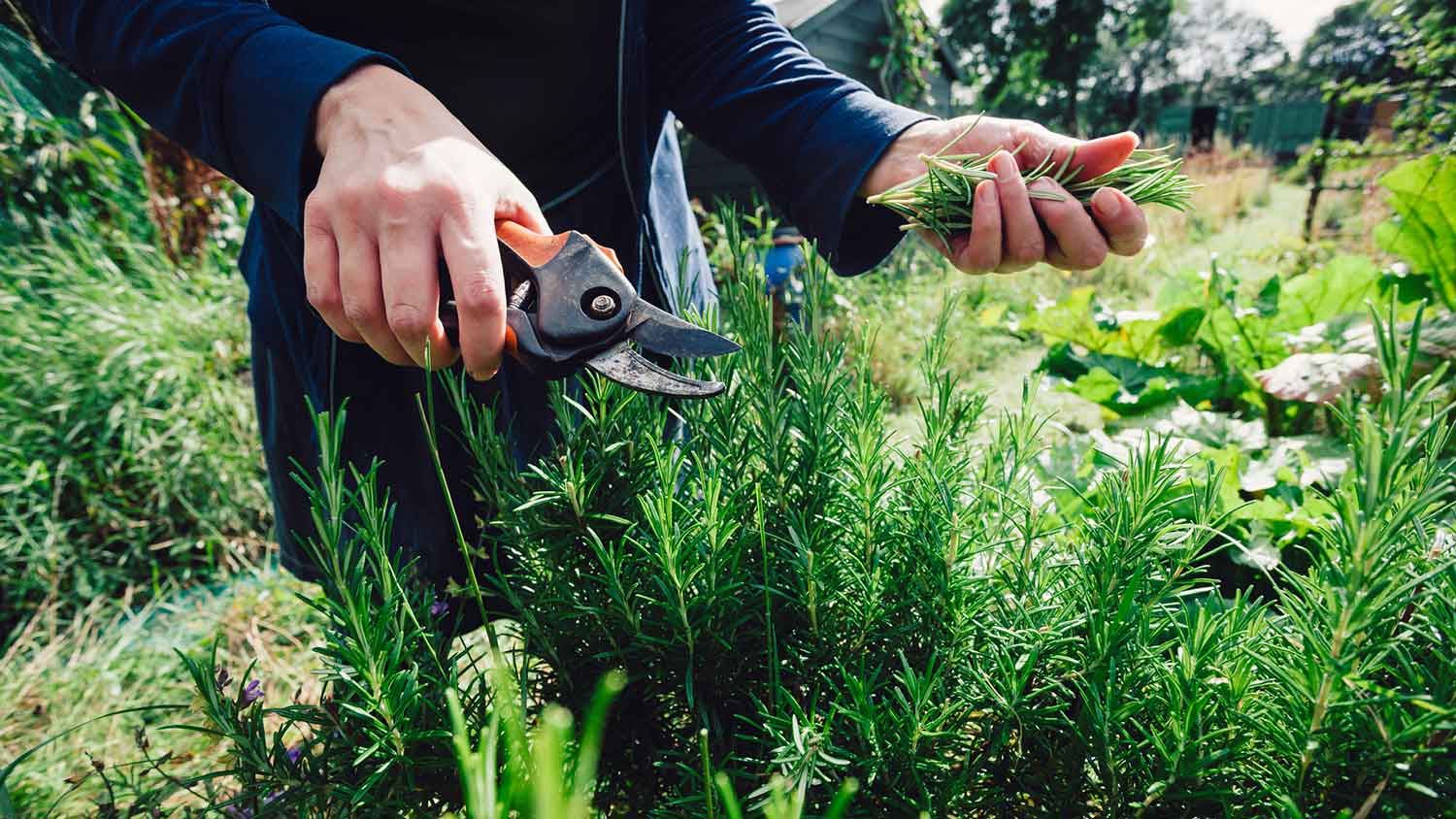 Using pruning shears to cut herbs from the garden
