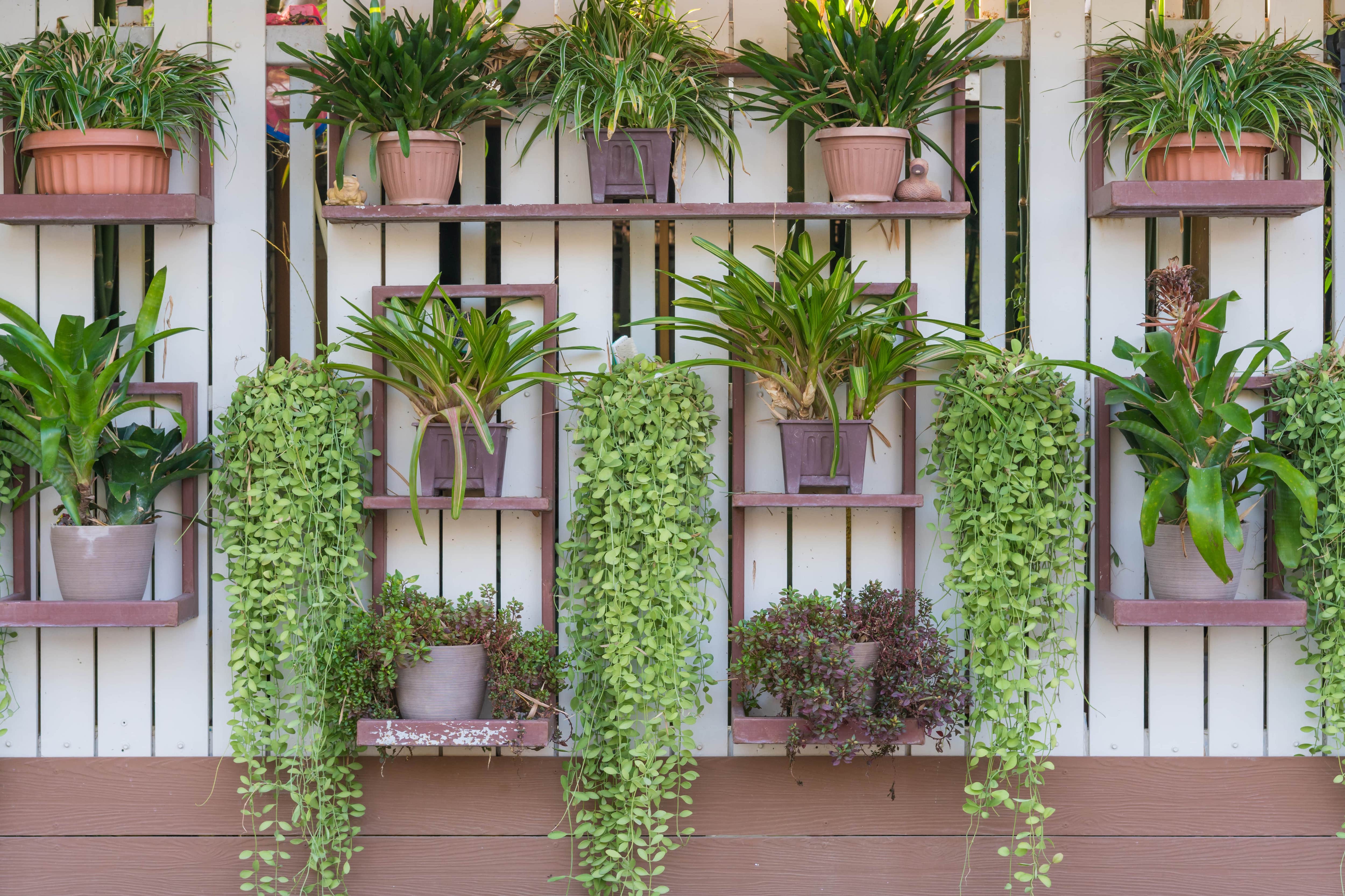 A vertical garden with potted plants scaling a wood slat wall