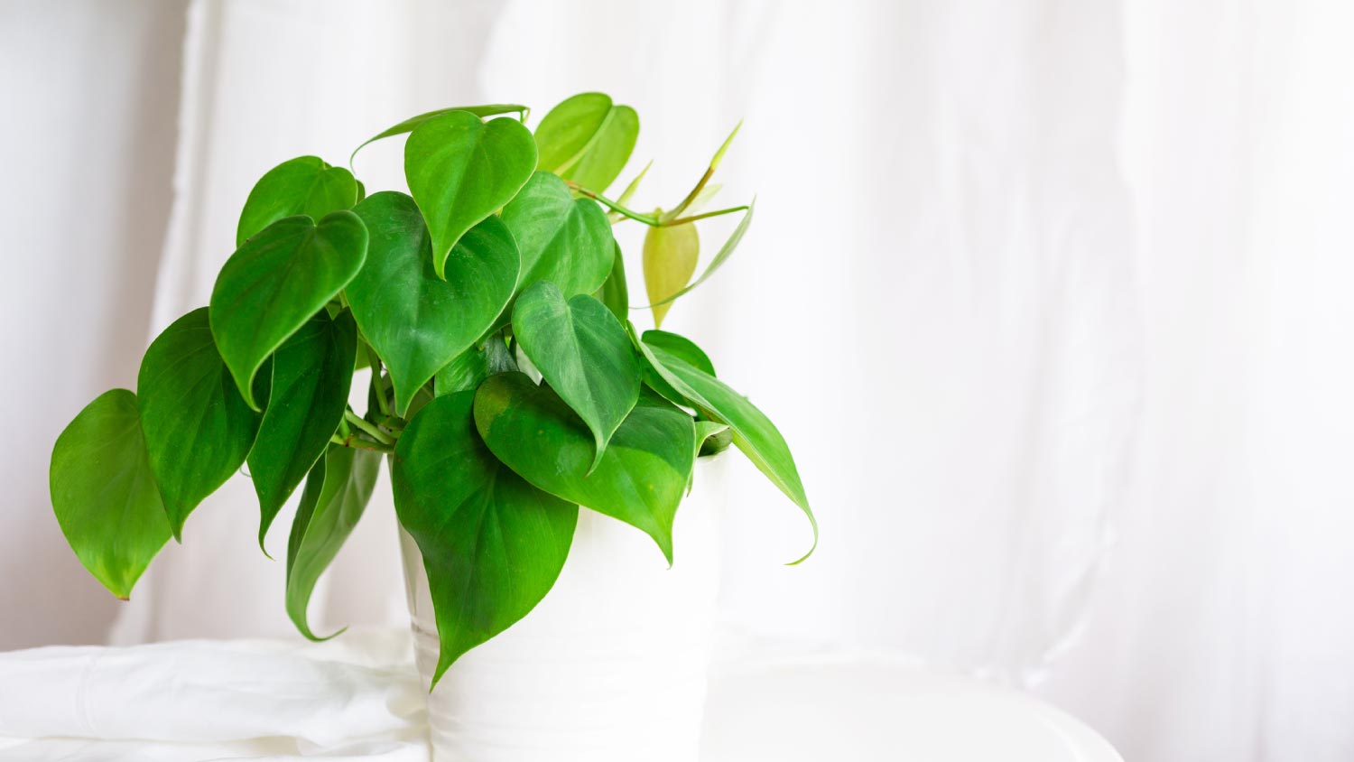 A heartleaf Philodendron houseplant