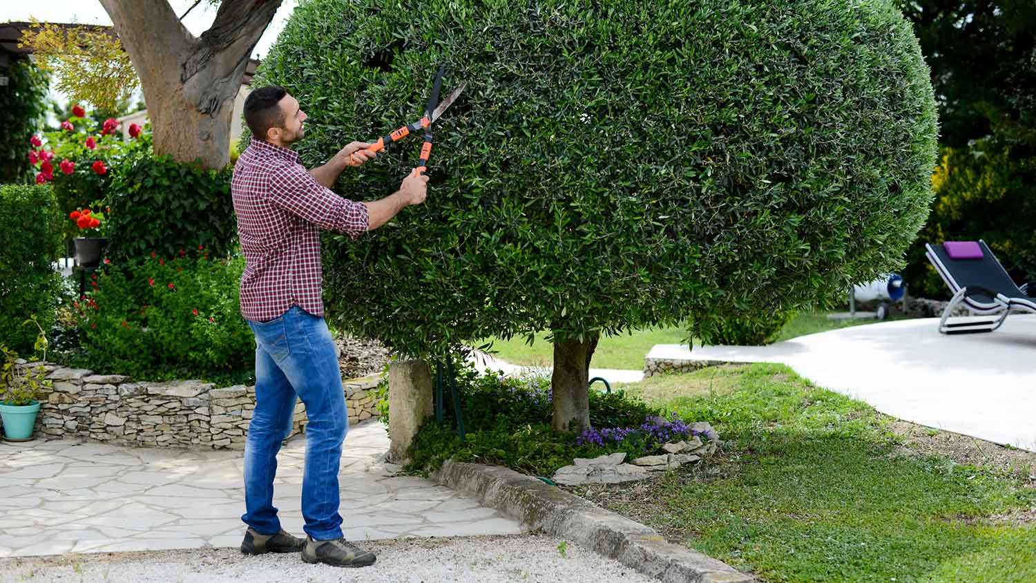 Man using shears to shape a tree in his backyard