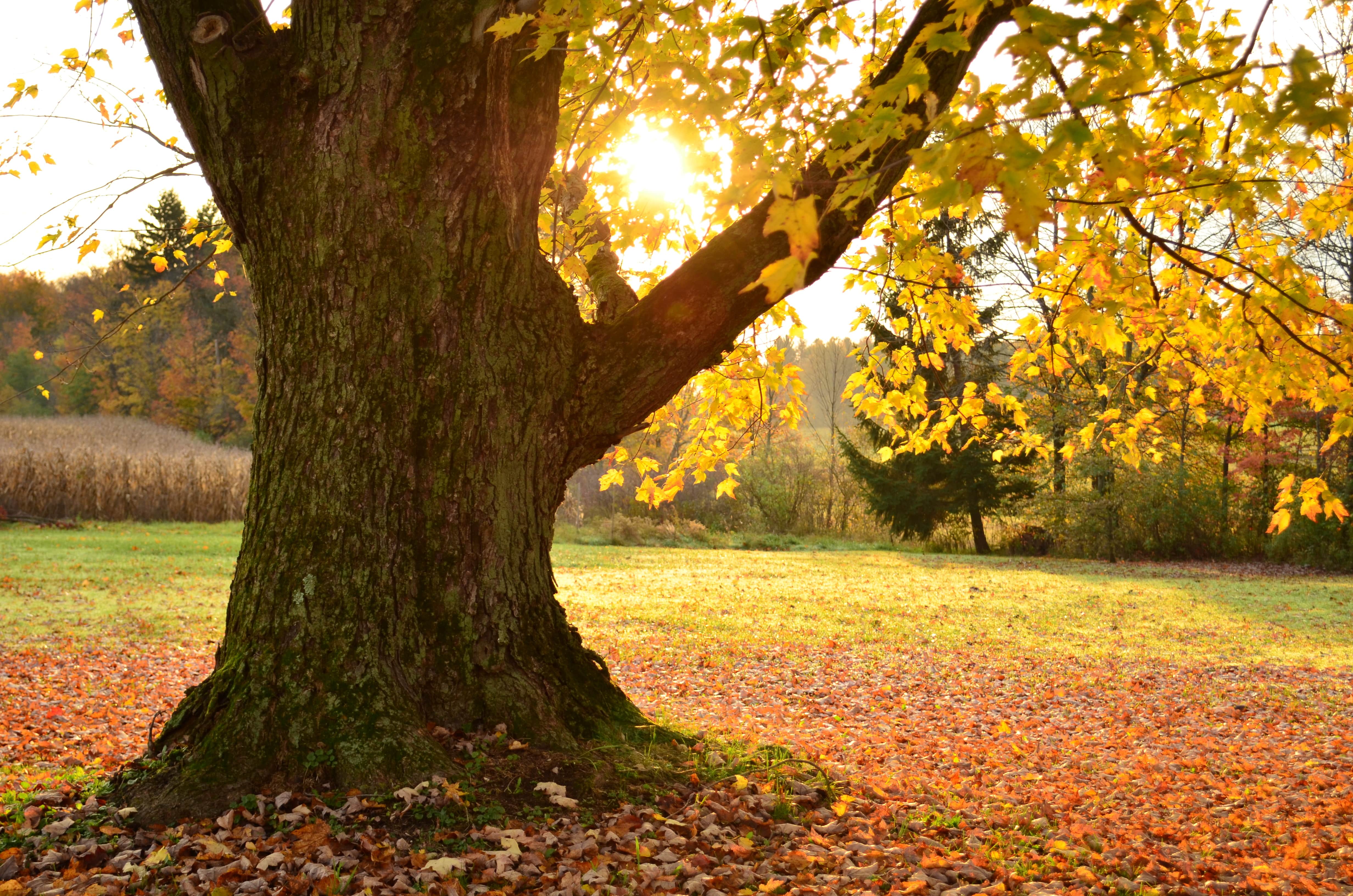 The sun gleaming behind a large oak tree in the fall during golden hour