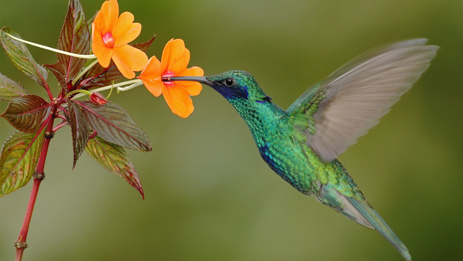 Green hummingbird orange flower