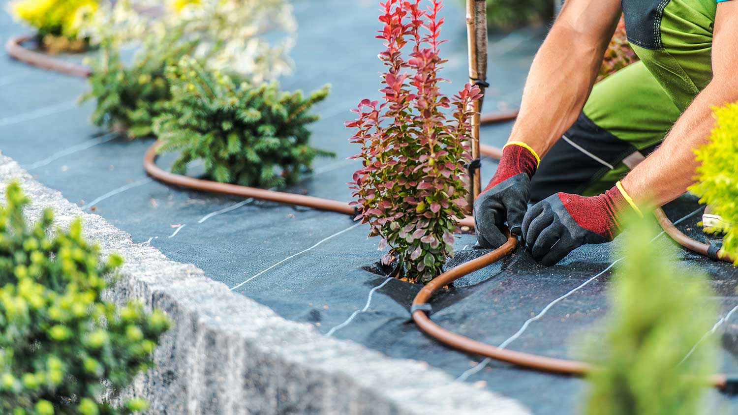 Worker installing irrigation system in a garden