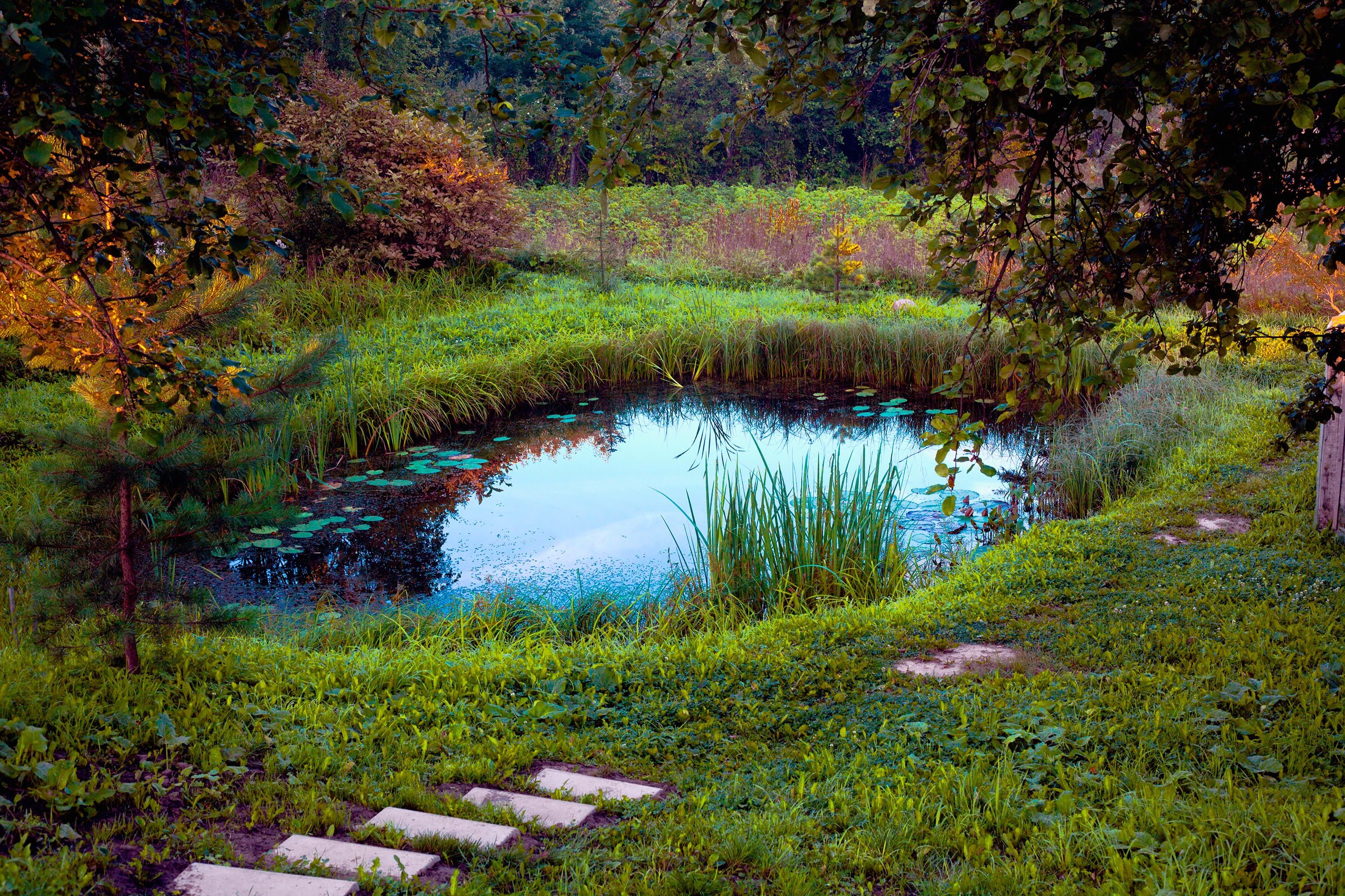 A koi pond in a low-lying area with stepping stones headed toward it